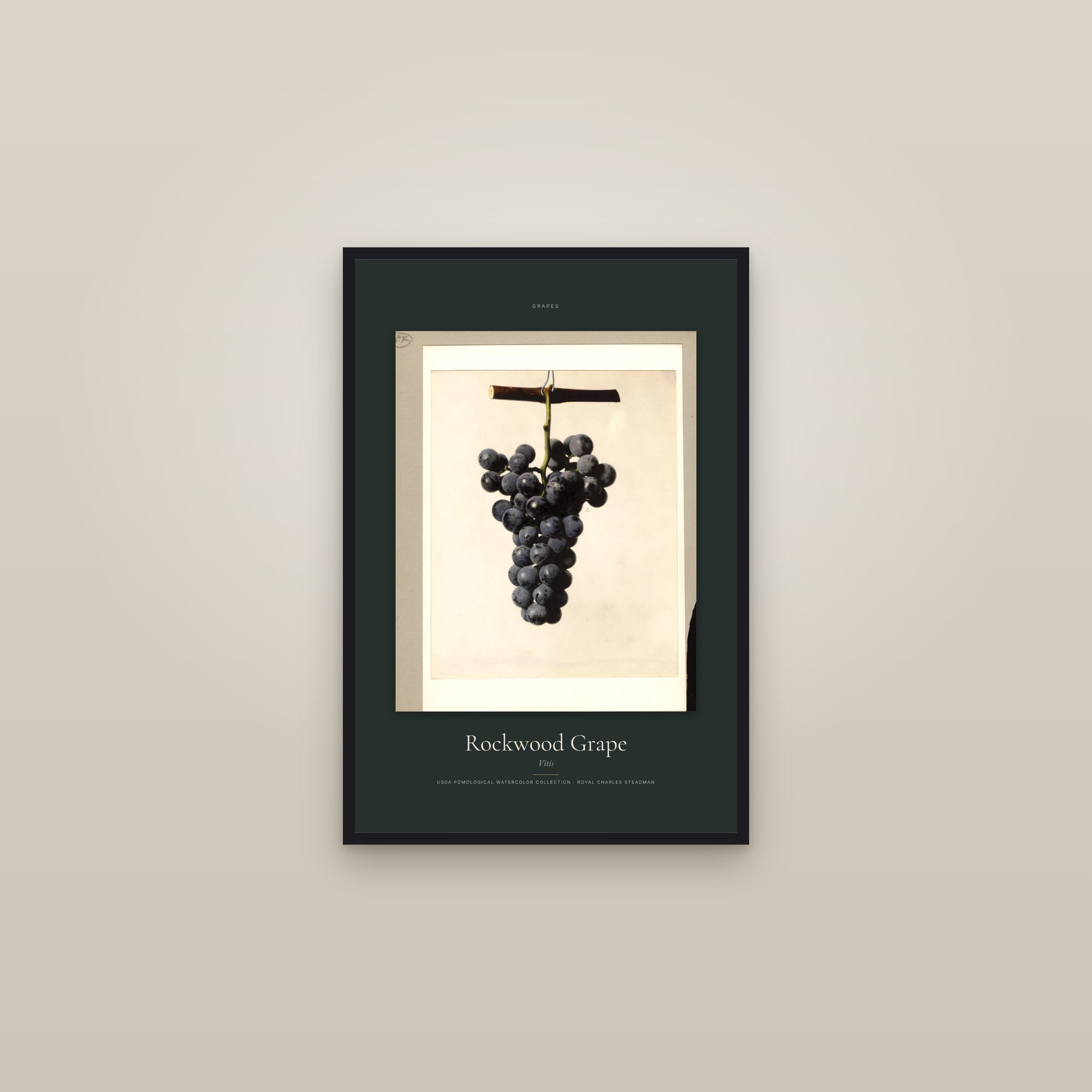 Rockwood Grape — Specimen — framed in a gallery setting
