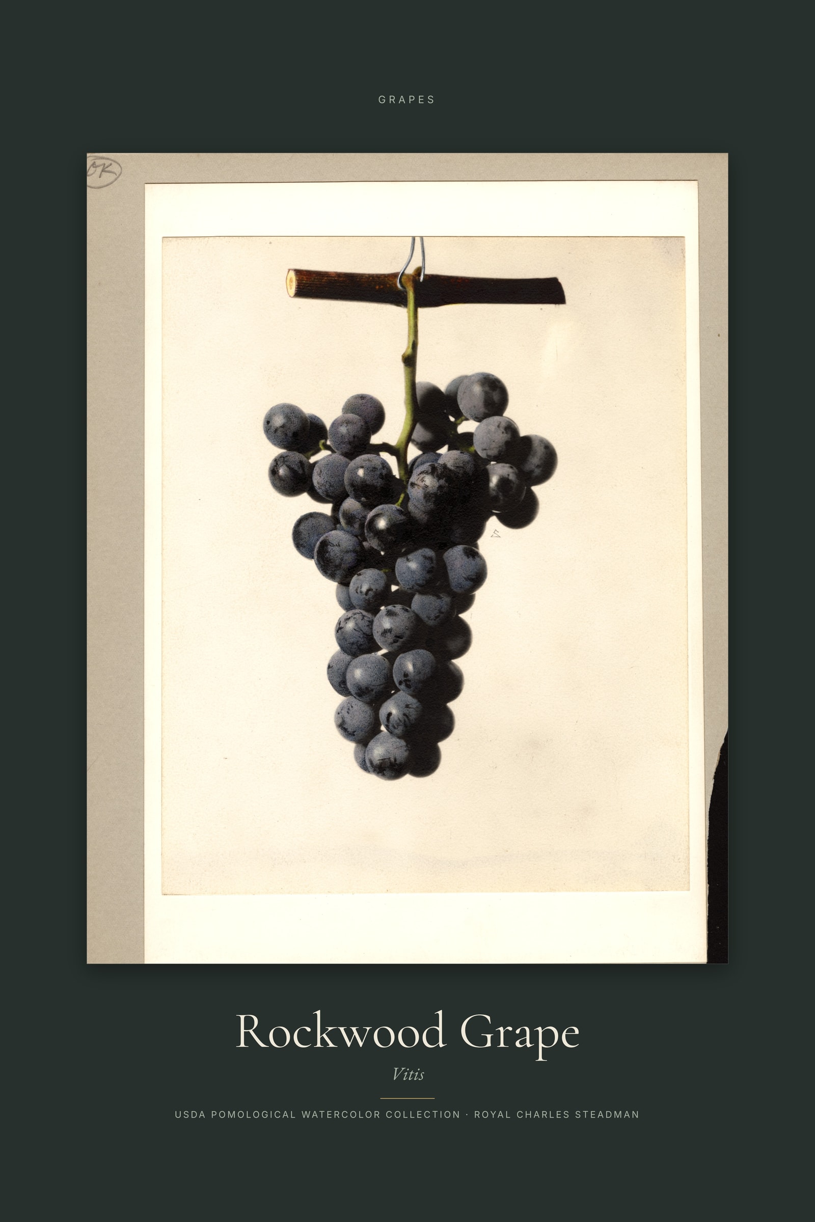 Rockwood Grape — Specimen