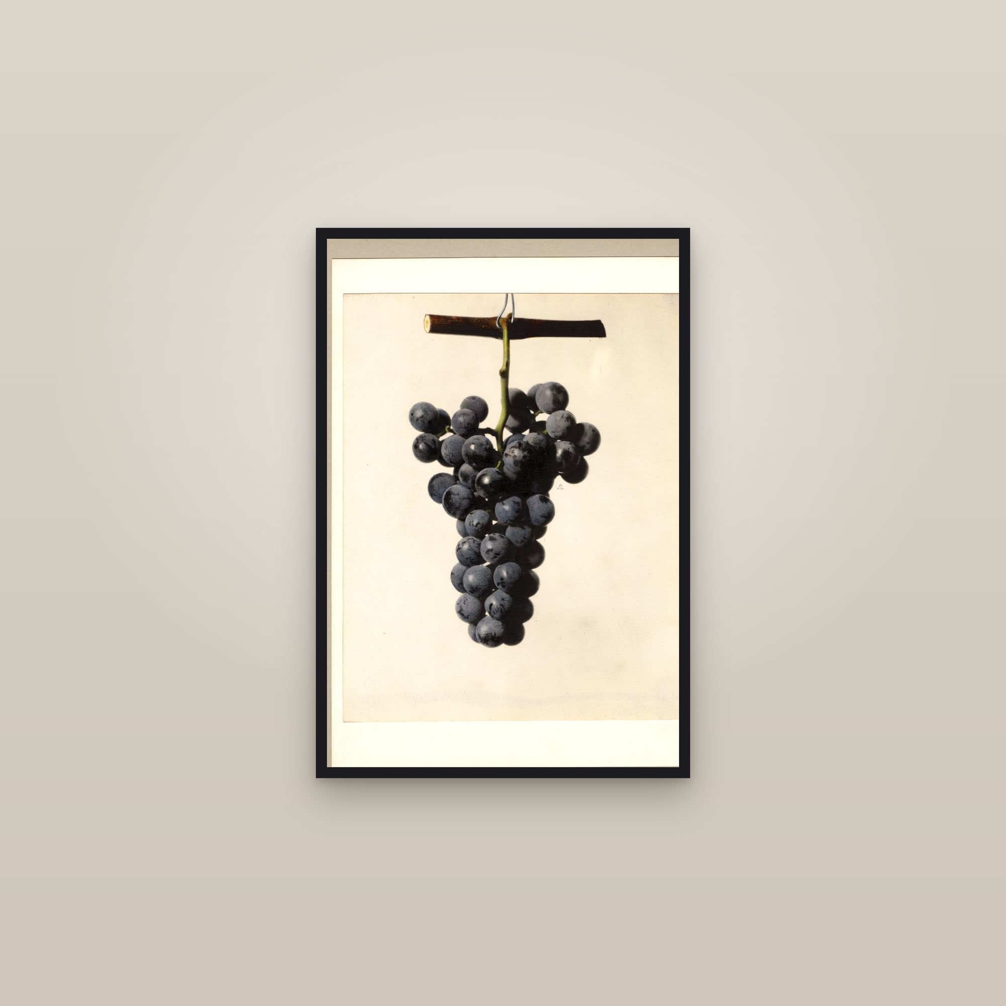Rockwood Grape — framed in a gallery setting