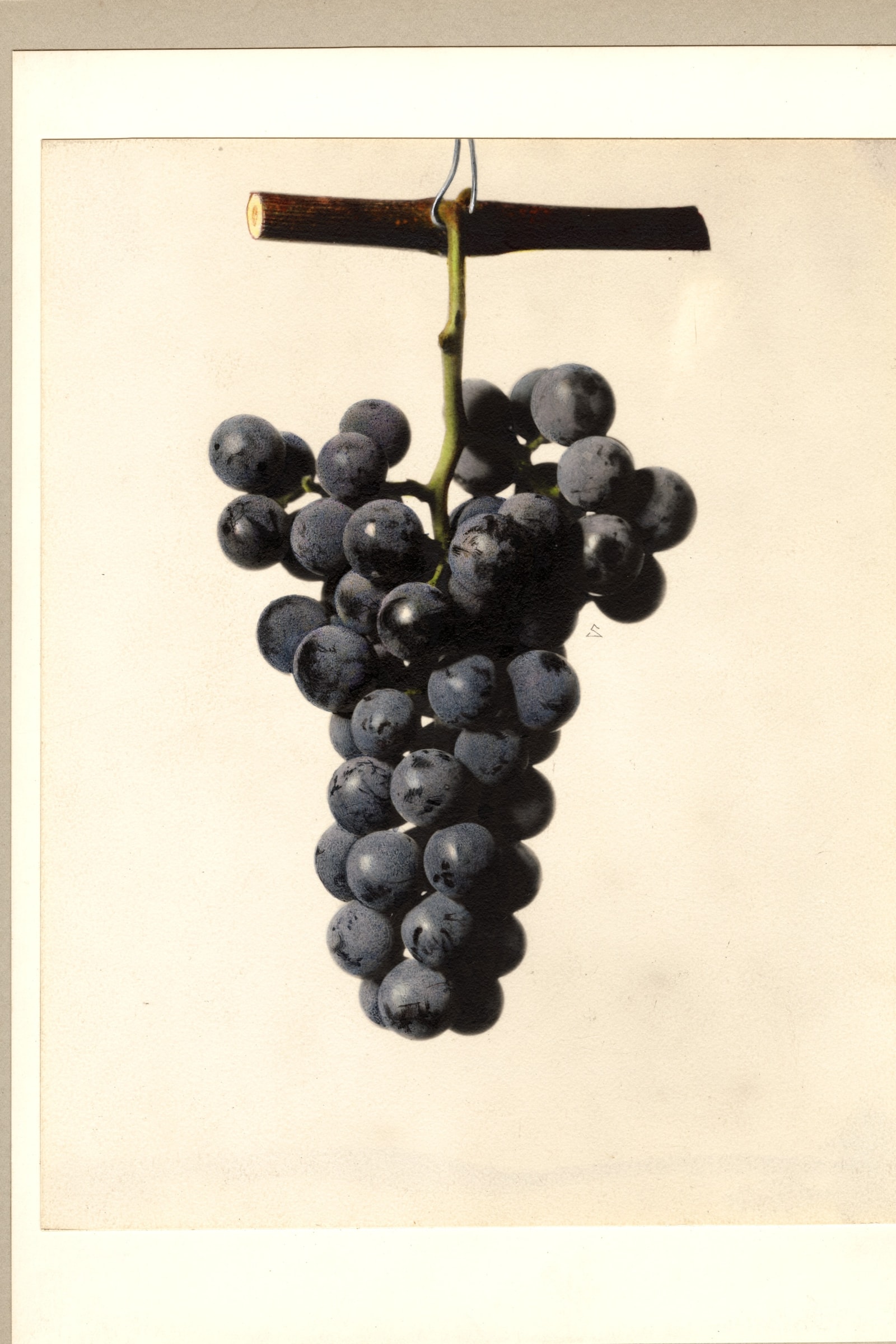 Rockwood Grape