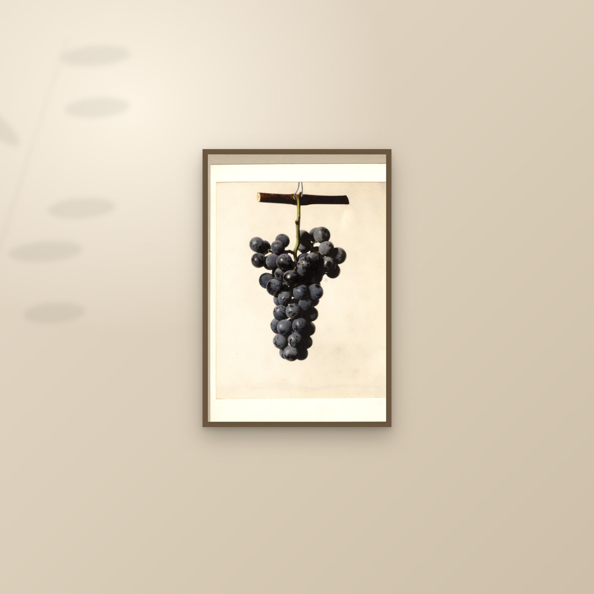 Rockwood Grape — framed and styled on a sunlit wall