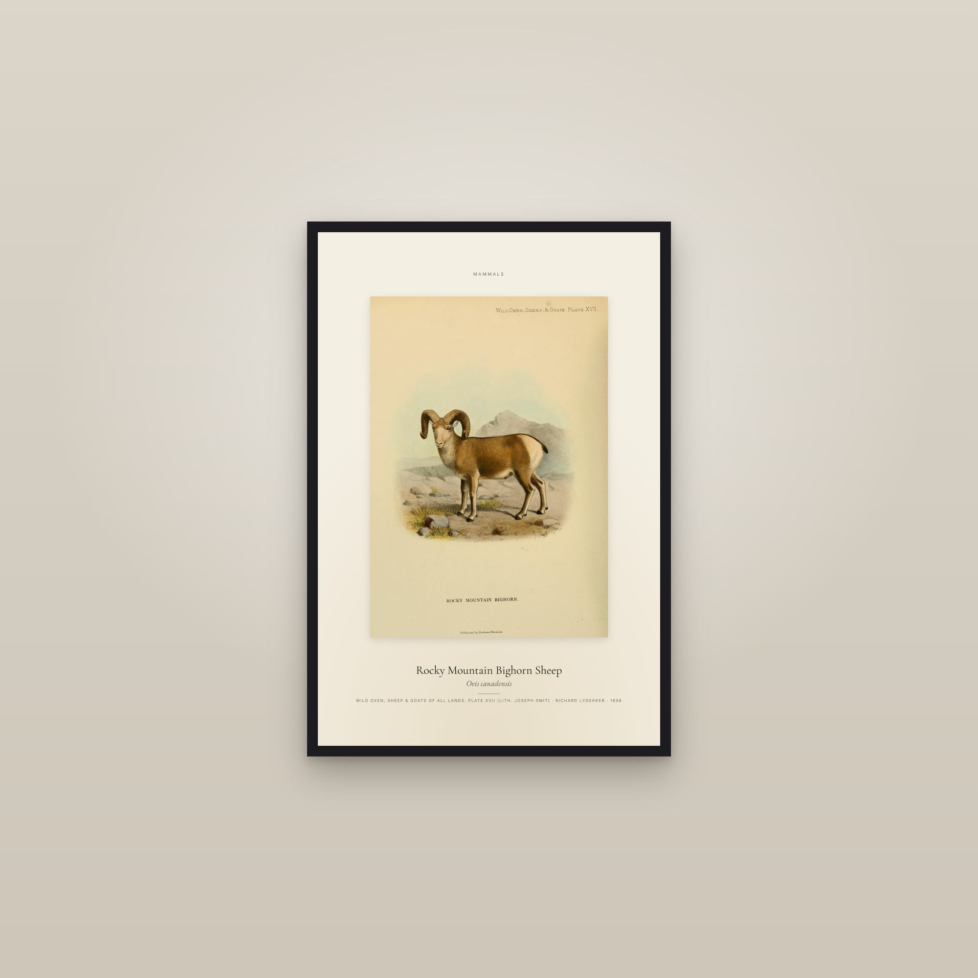 Rocky Mountain Bighorn Sheep — Specimen — framed in a gallery setting