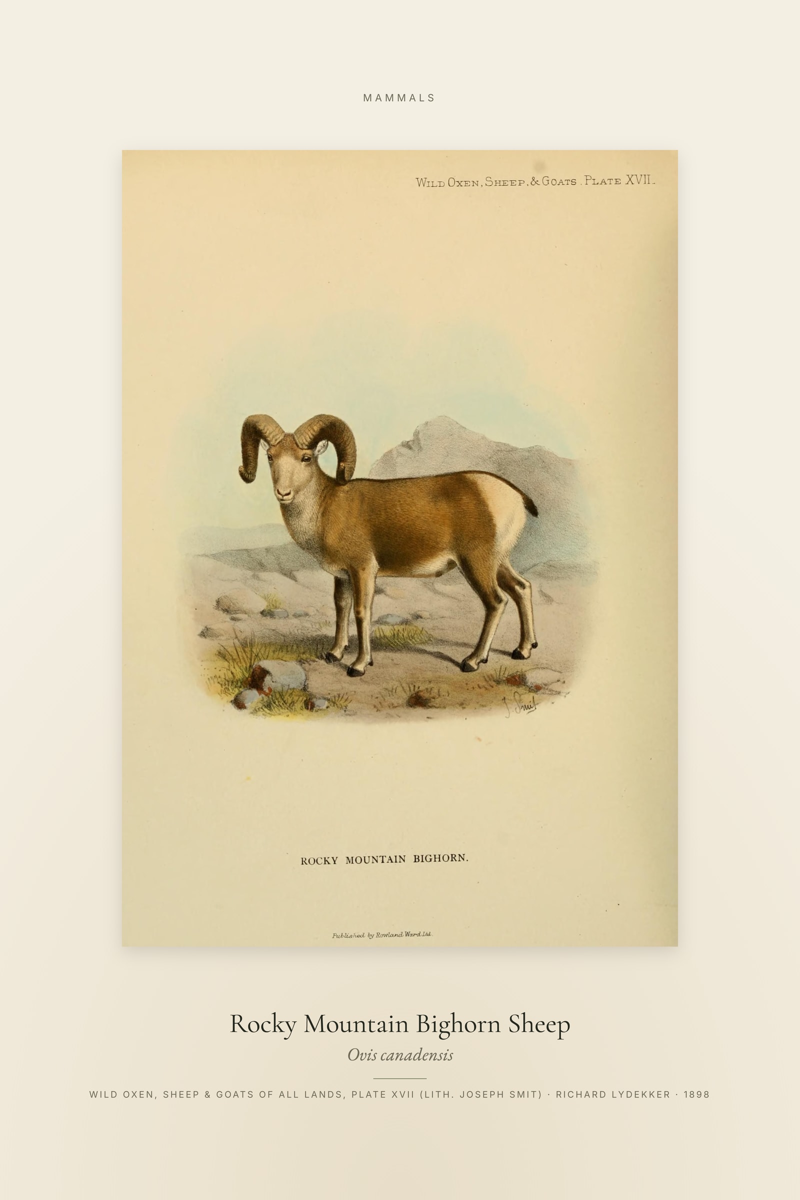 Rocky Mountain Bighorn Sheep — Specimen