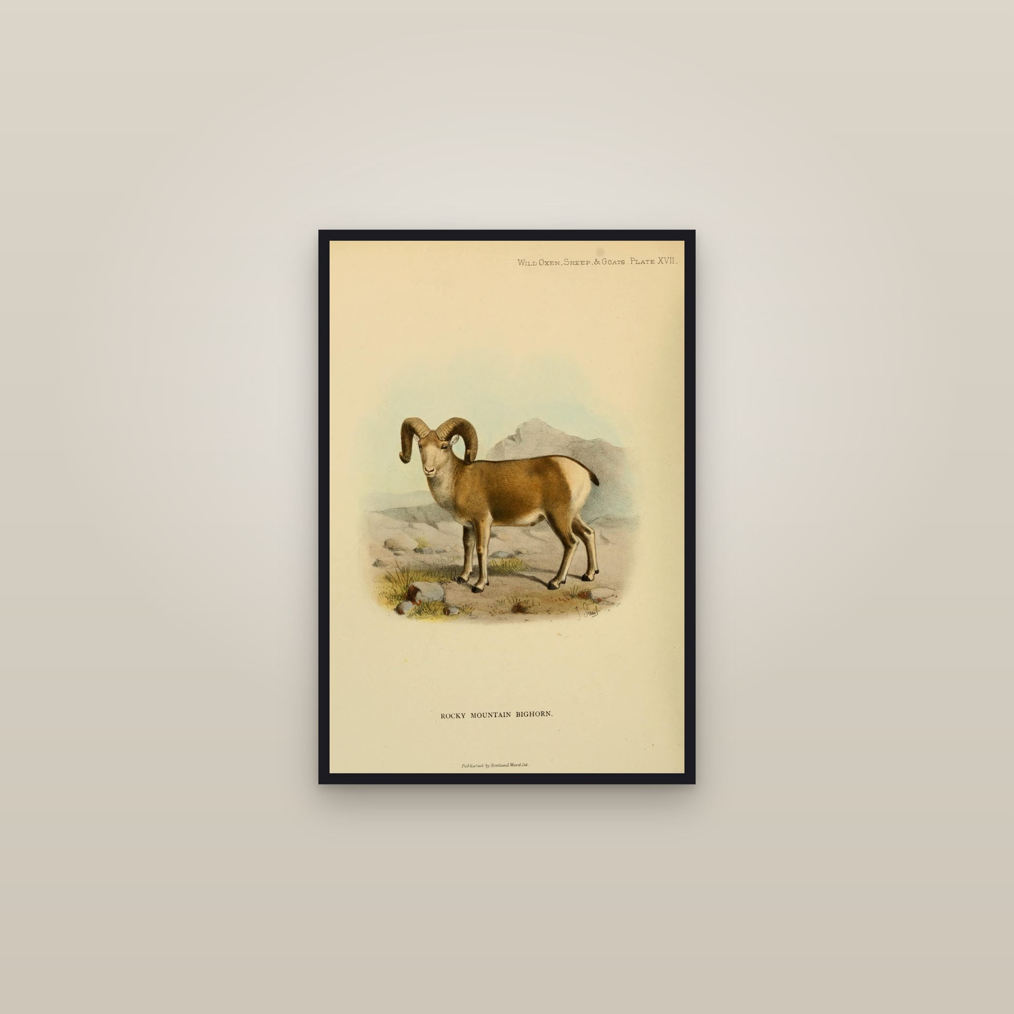 Rocky Mountain Bighorn Sheep — framed in a gallery setting