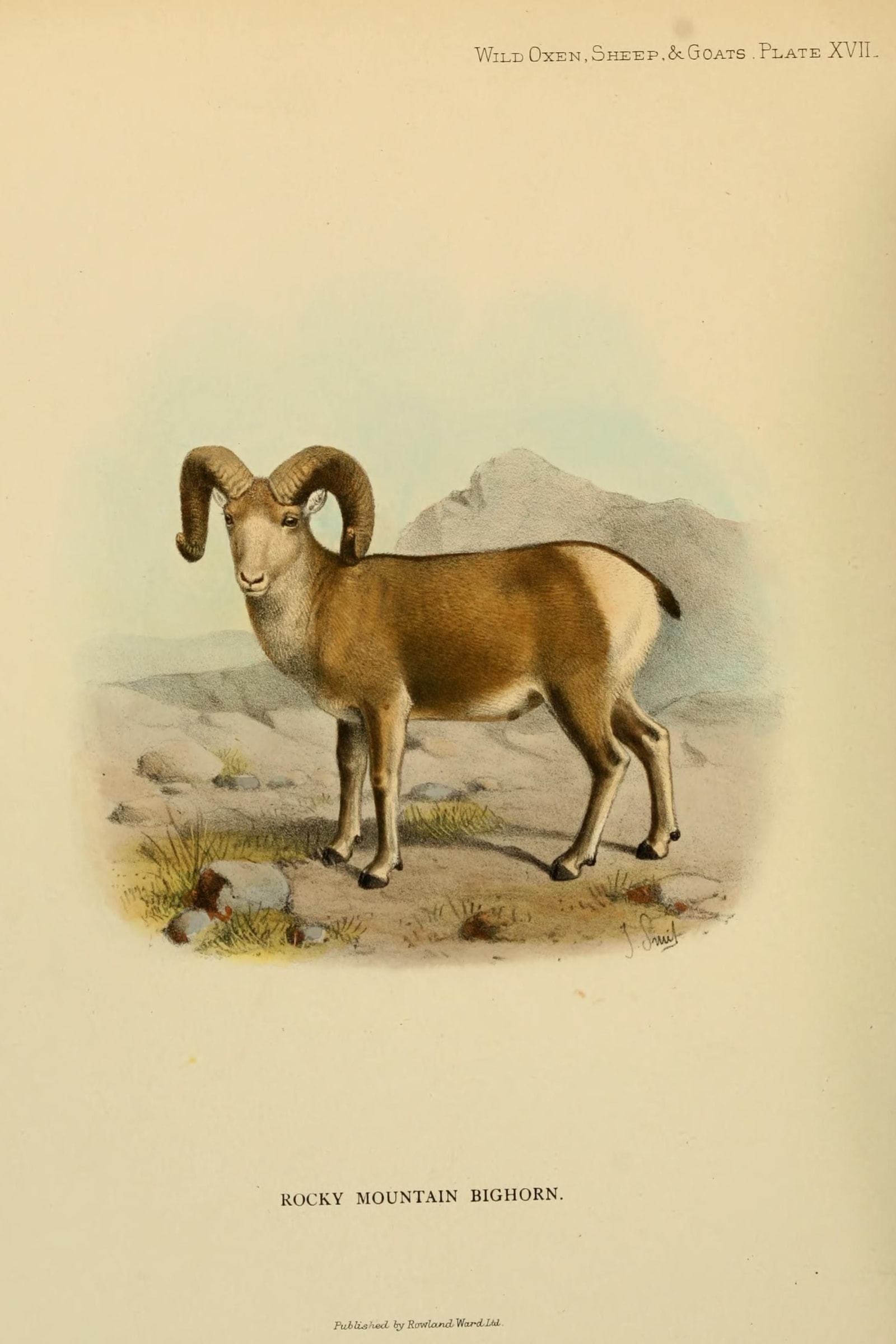 Rocky Mountain Bighorn Sheep