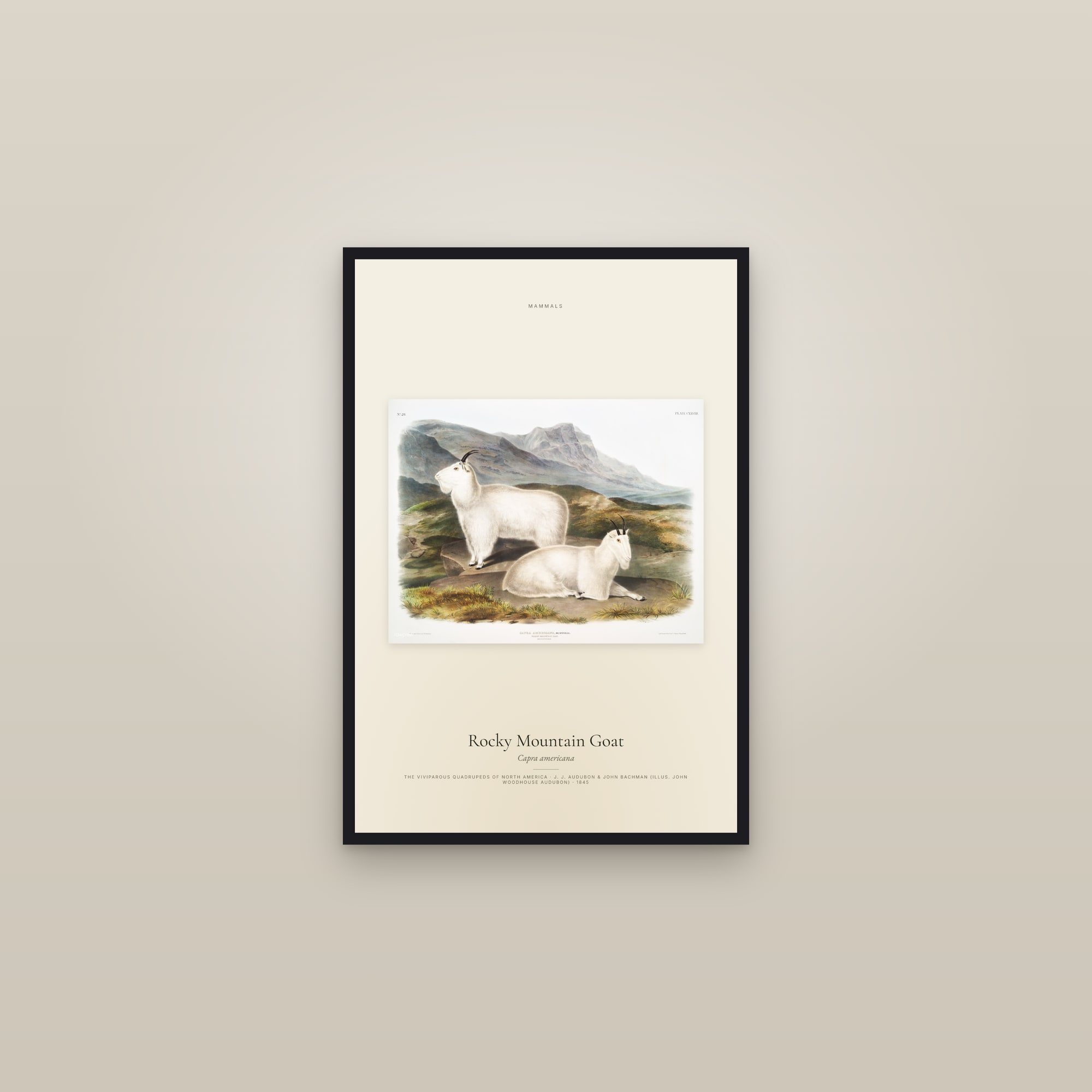 Rocky Mountain Goat — framed in a gallery setting