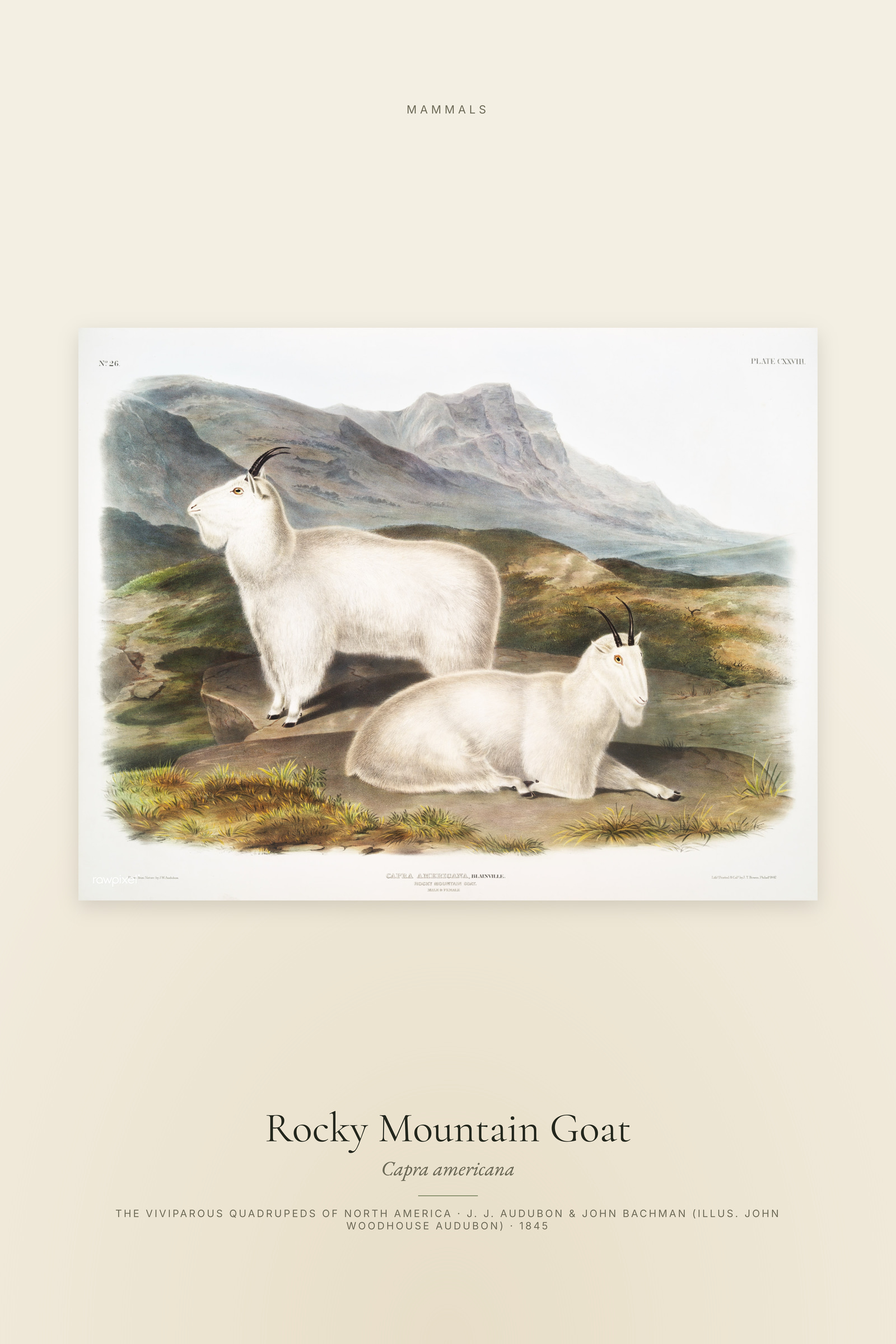 Rocky Mountain Goat