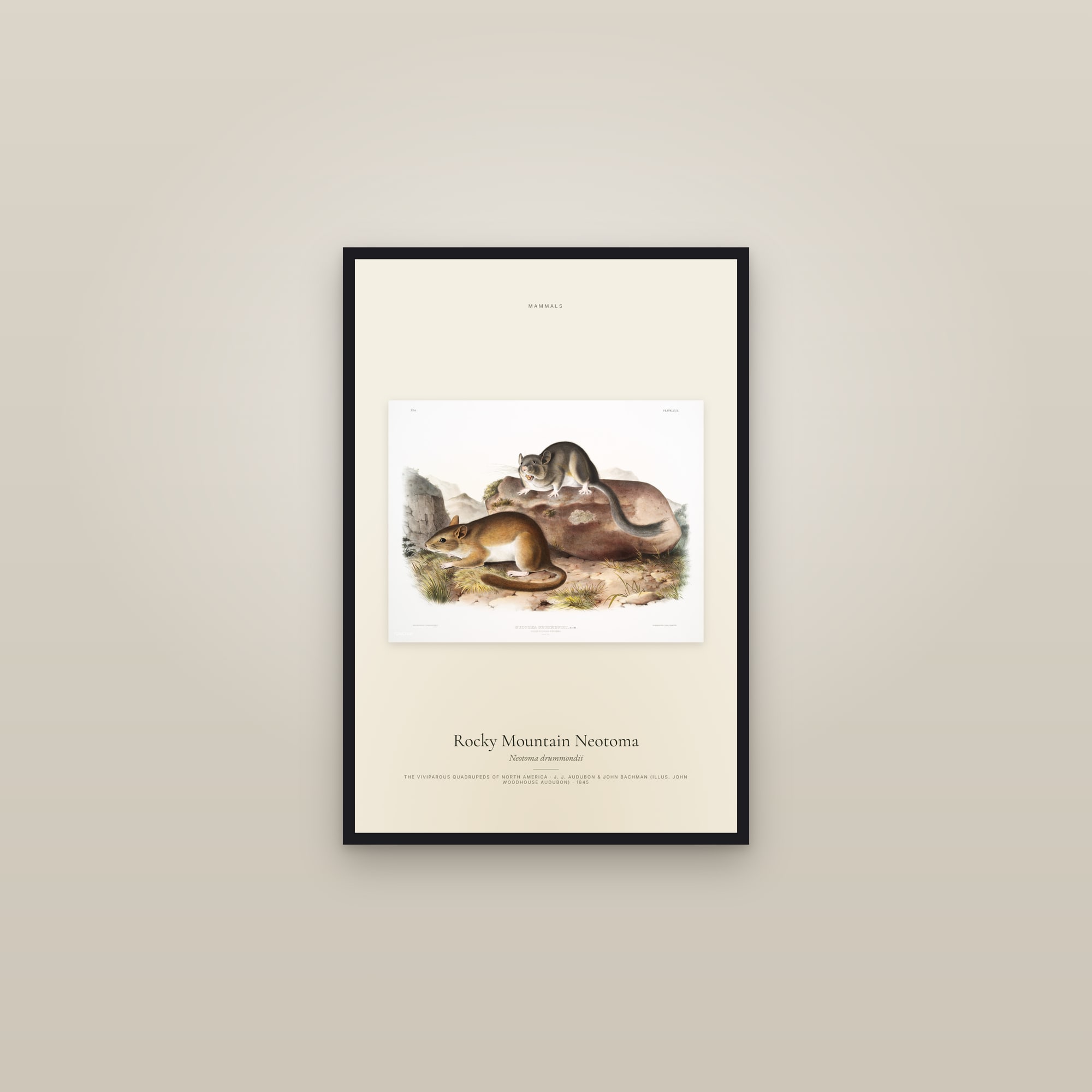 Rocky Mountain Neotoma — framed in a gallery setting