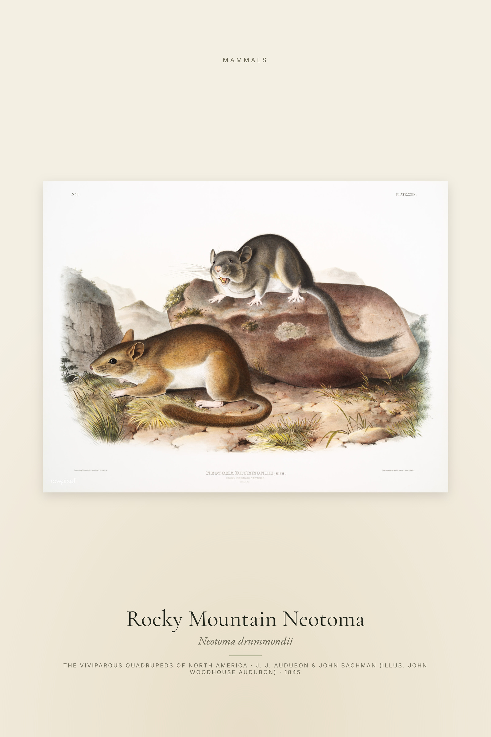 Rocky Mountain Neotoma