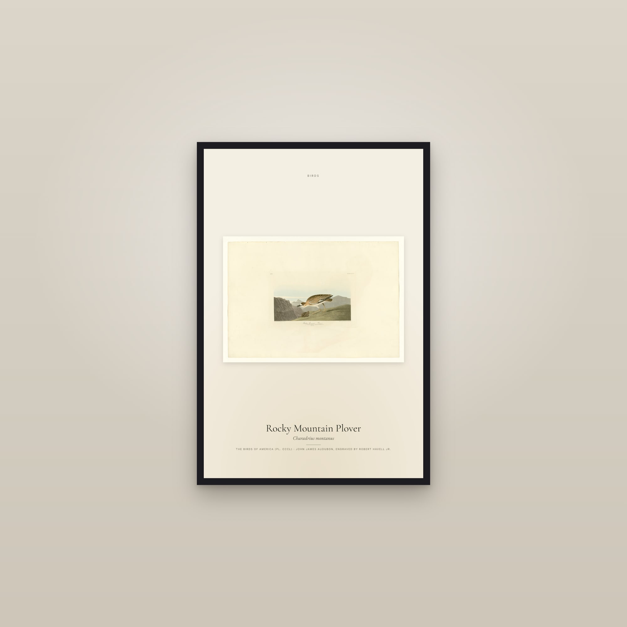 Rocky Mountain Plover — framed in a gallery setting