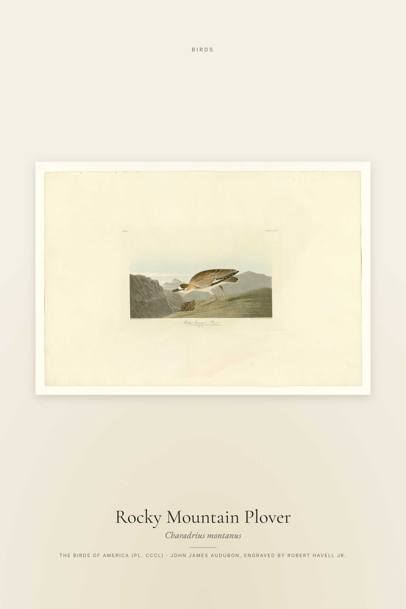 Rocky Mountain Plover