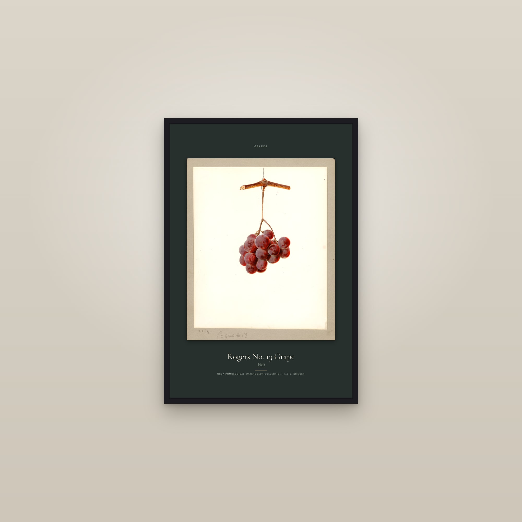 Rogers No. 13 Grape — Specimen — framed in a gallery setting