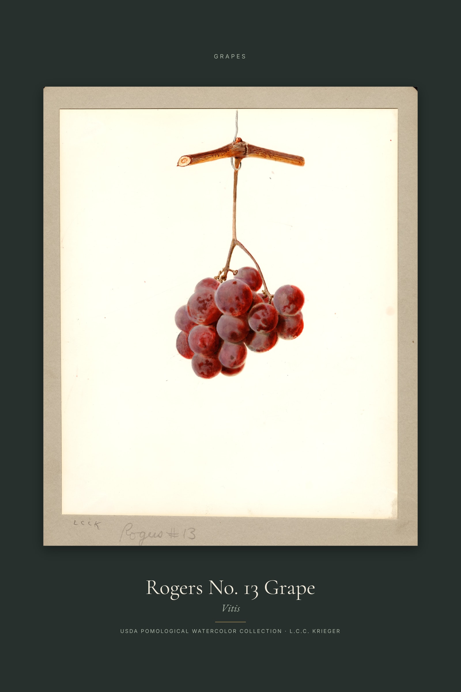 Rogers No. 13 Grape — Specimen