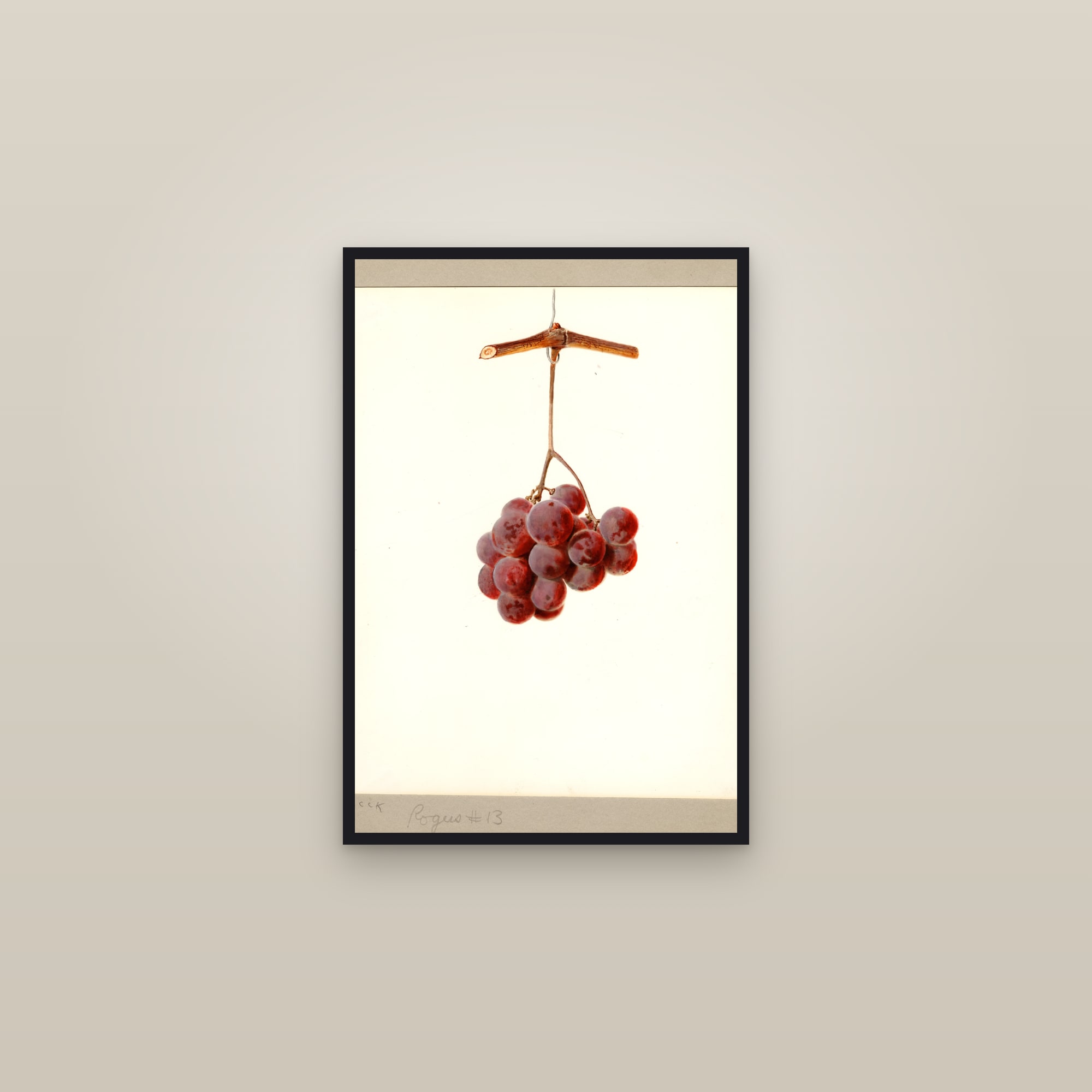 Rogers No. 13 Grape — framed in a gallery setting