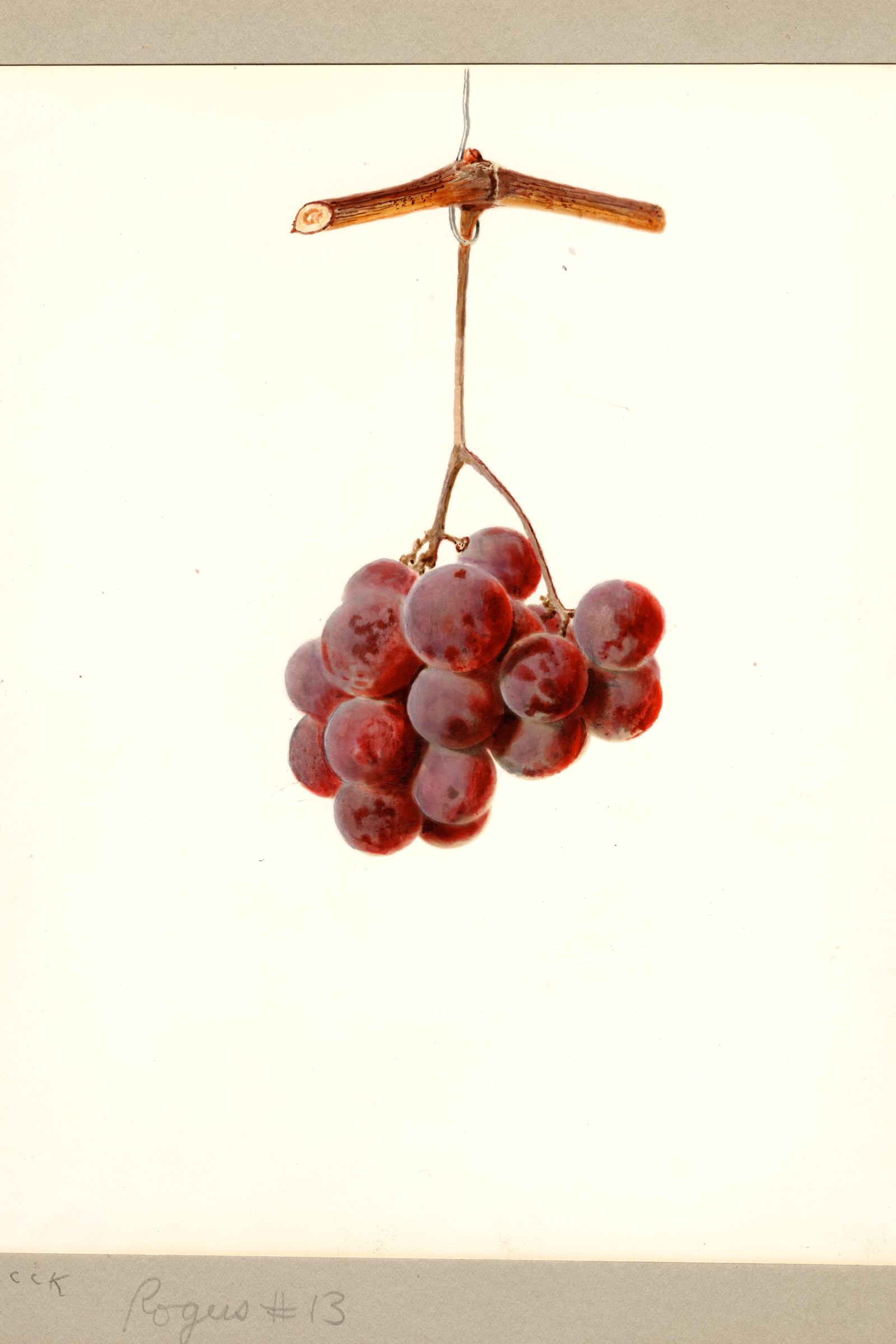Rogers No. 13 Grape