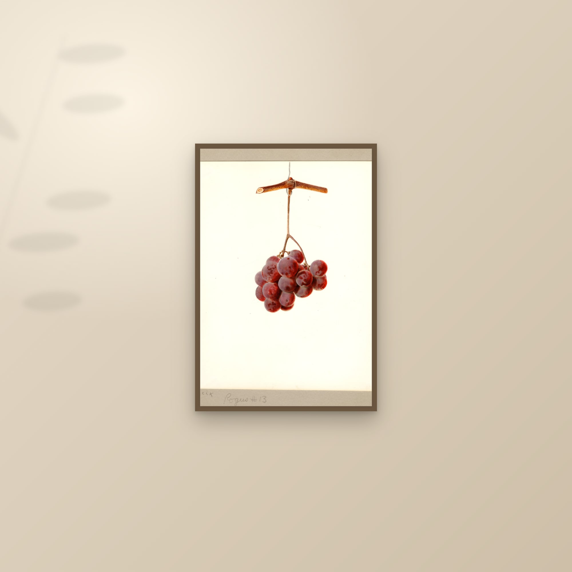 Rogers No. 13 Grape — framed and styled on a sunlit wall