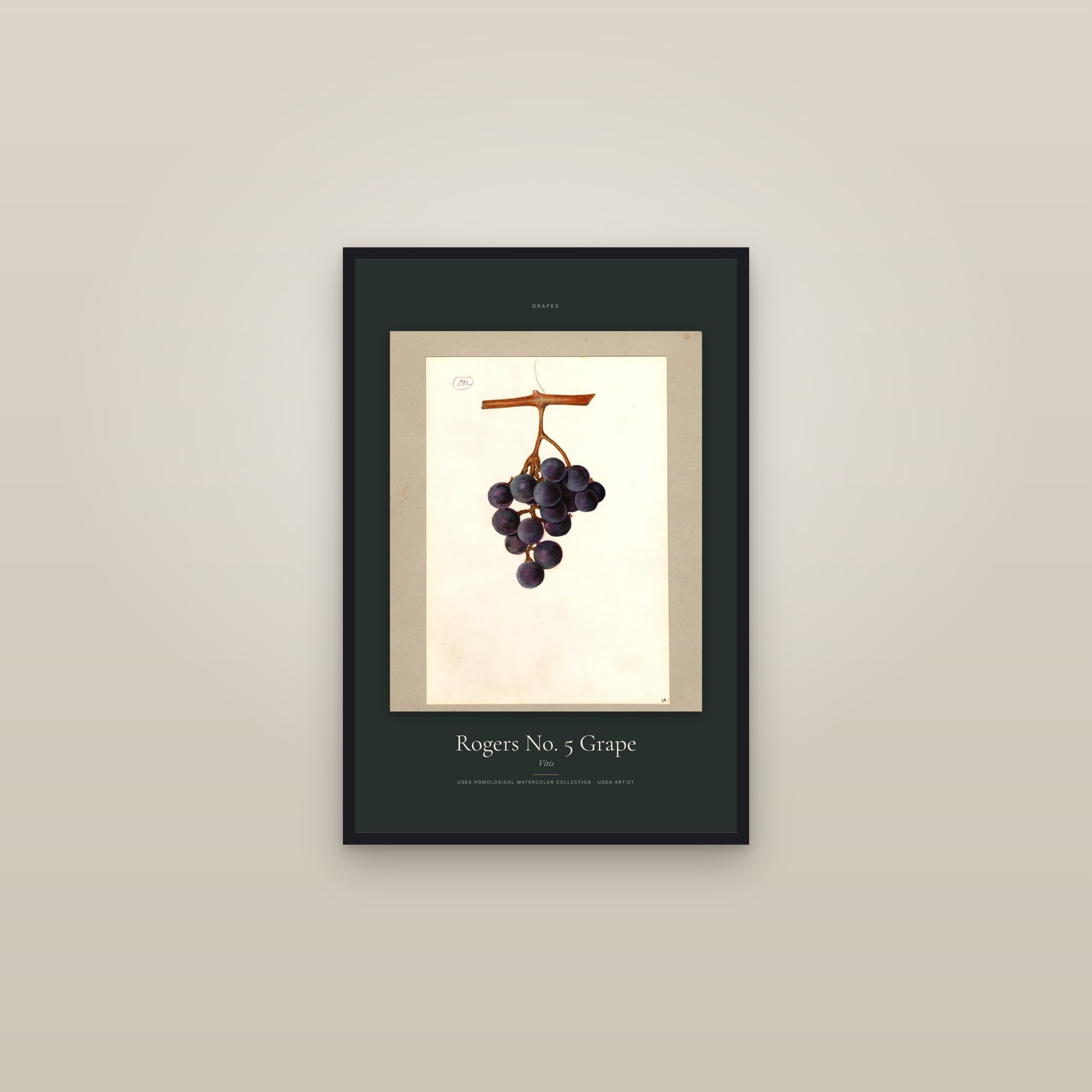 Rogers No. 5 Grape — Specimen — framed in a gallery setting
