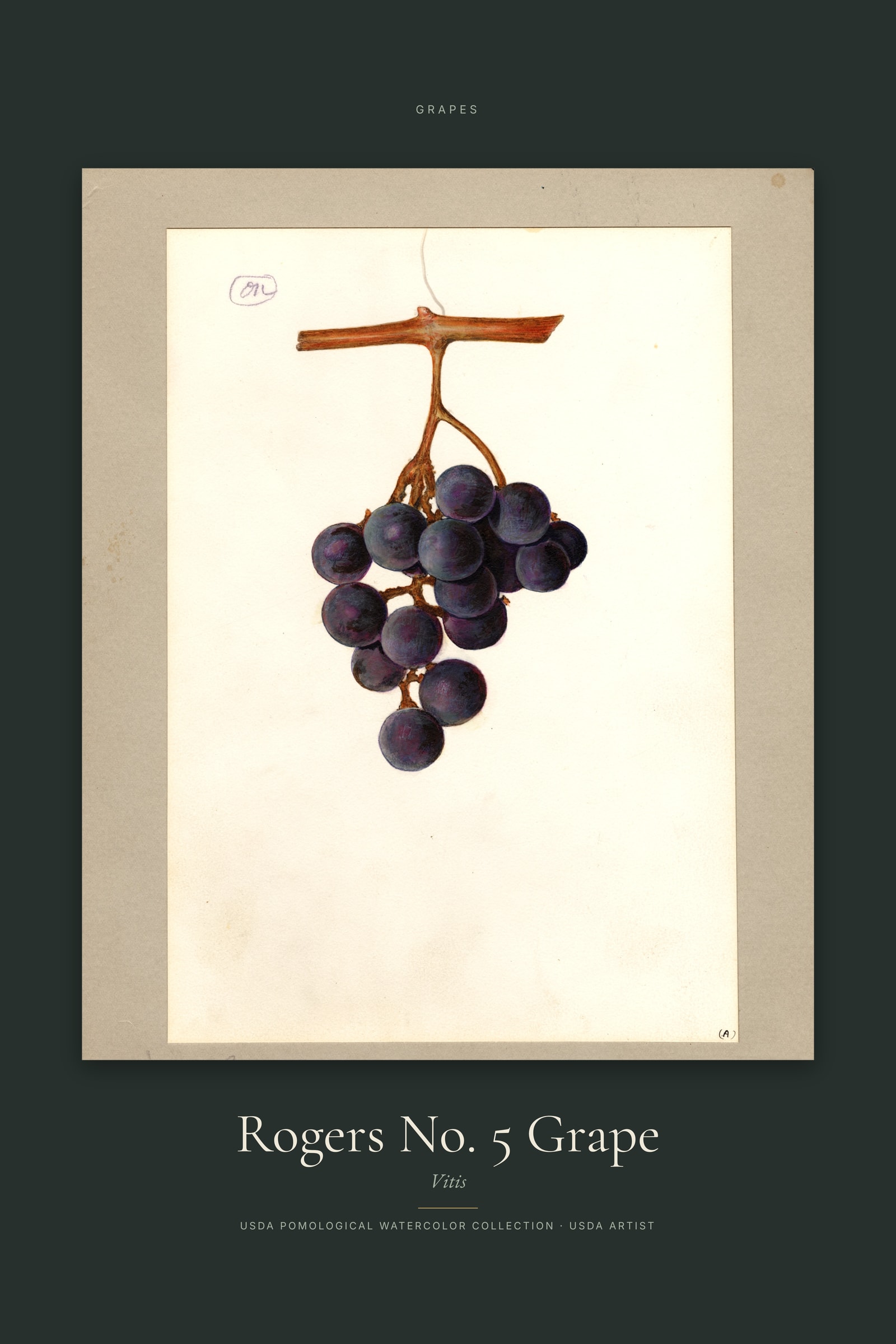 Rogers No. 5 Grape — Specimen
