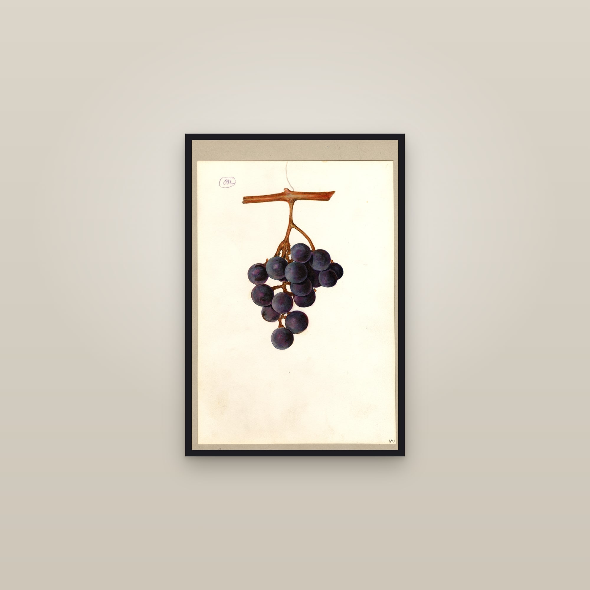 Rogers No. 5 Grape — framed in a gallery setting