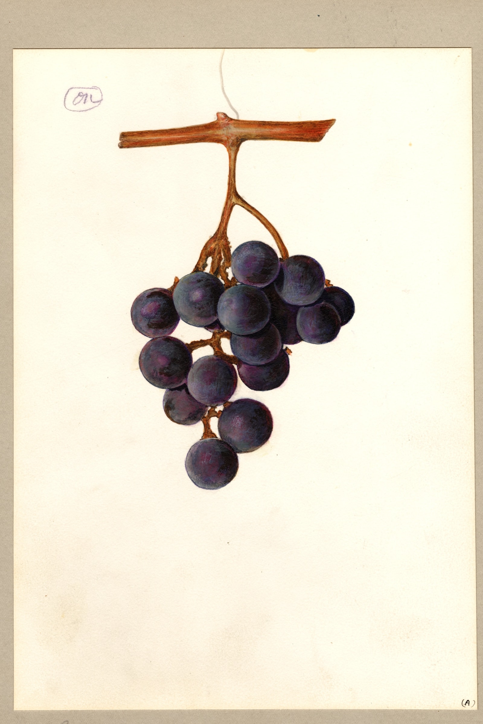 Rogers No. 5 Grape