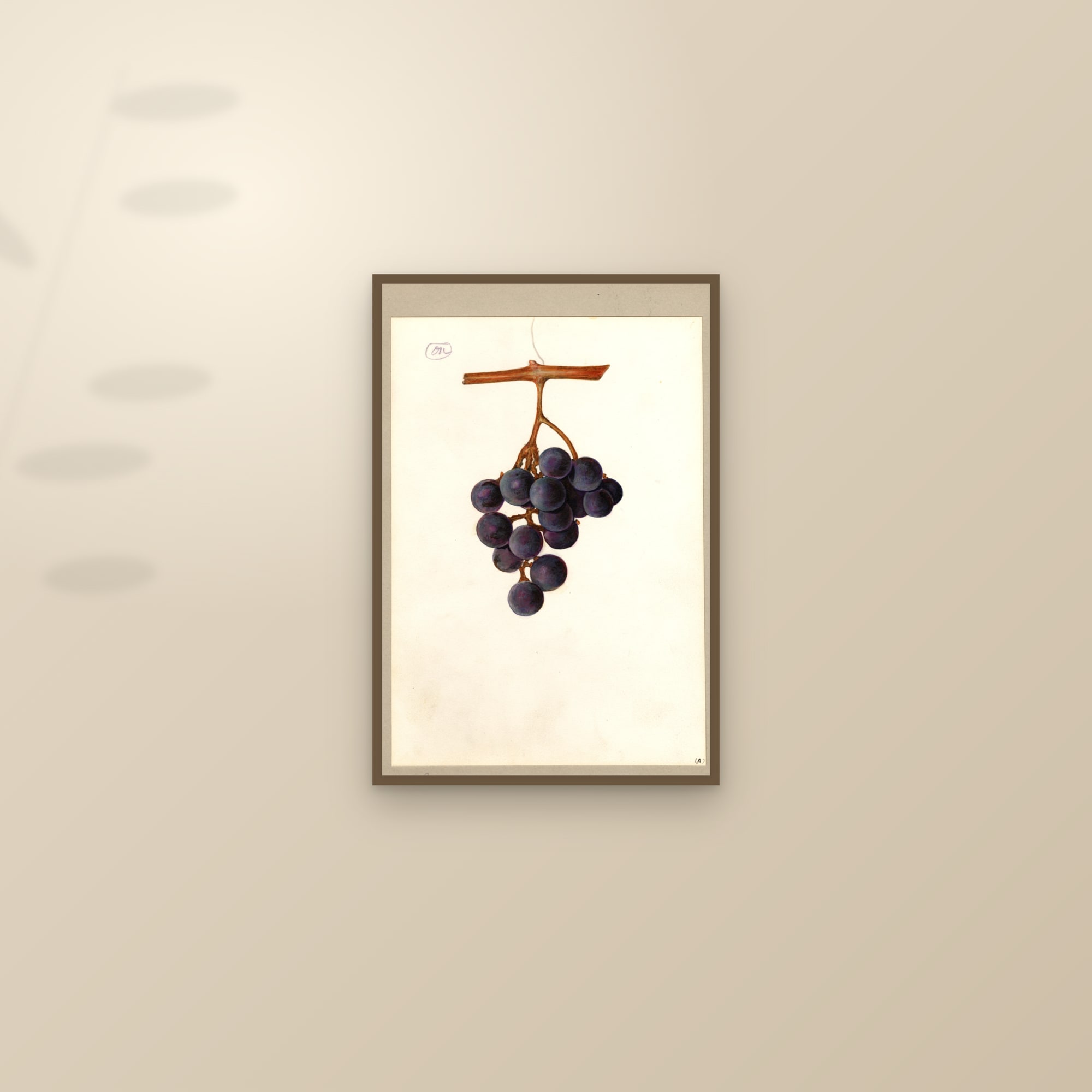 Rogers No. 5 Grape — framed and styled on a sunlit wall