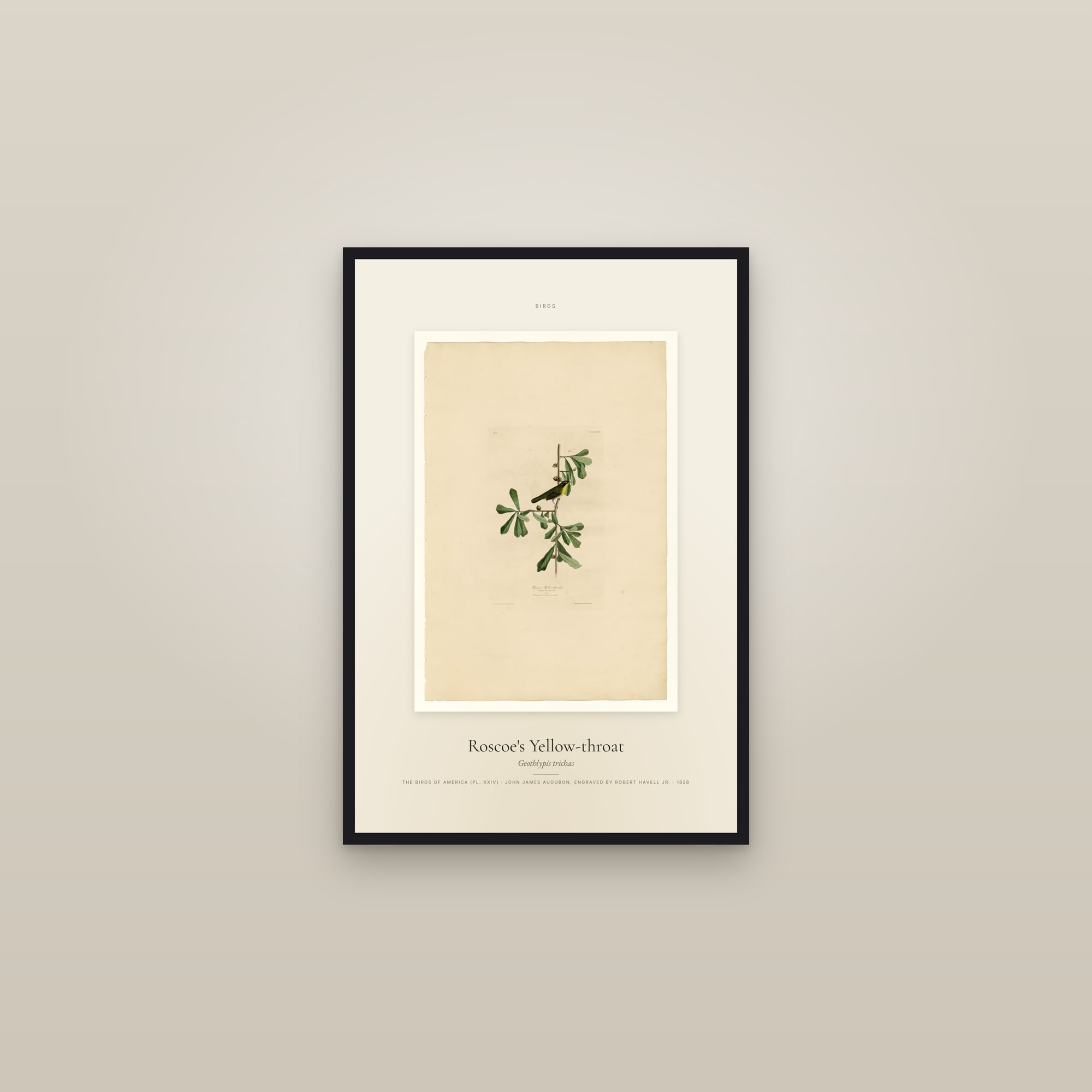 Roscoe's Yellow-throat — Specimen — framed in a gallery setting