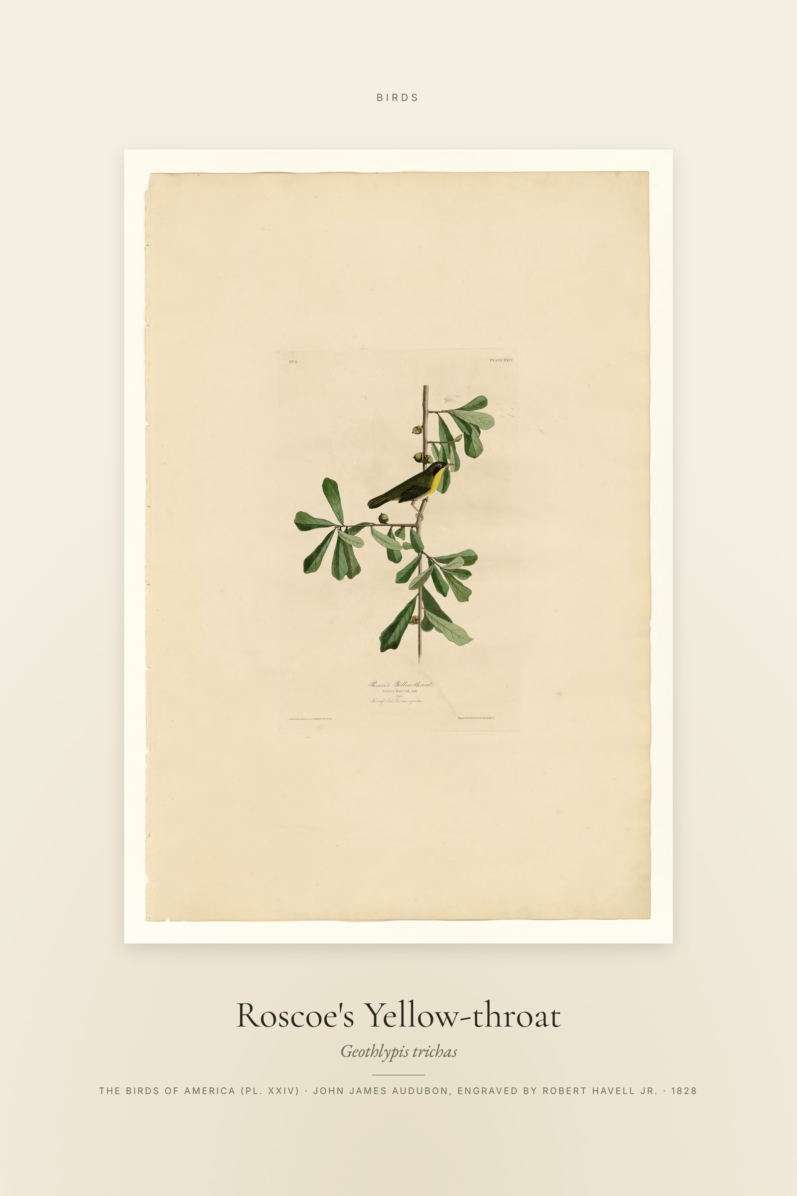 Roscoe's Yellow-throat — Specimen
