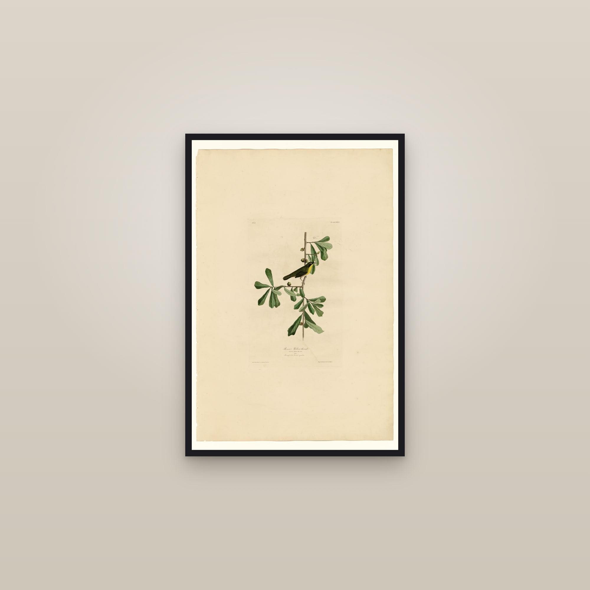 Roscoe's Yellow-throat — framed in a gallery setting
