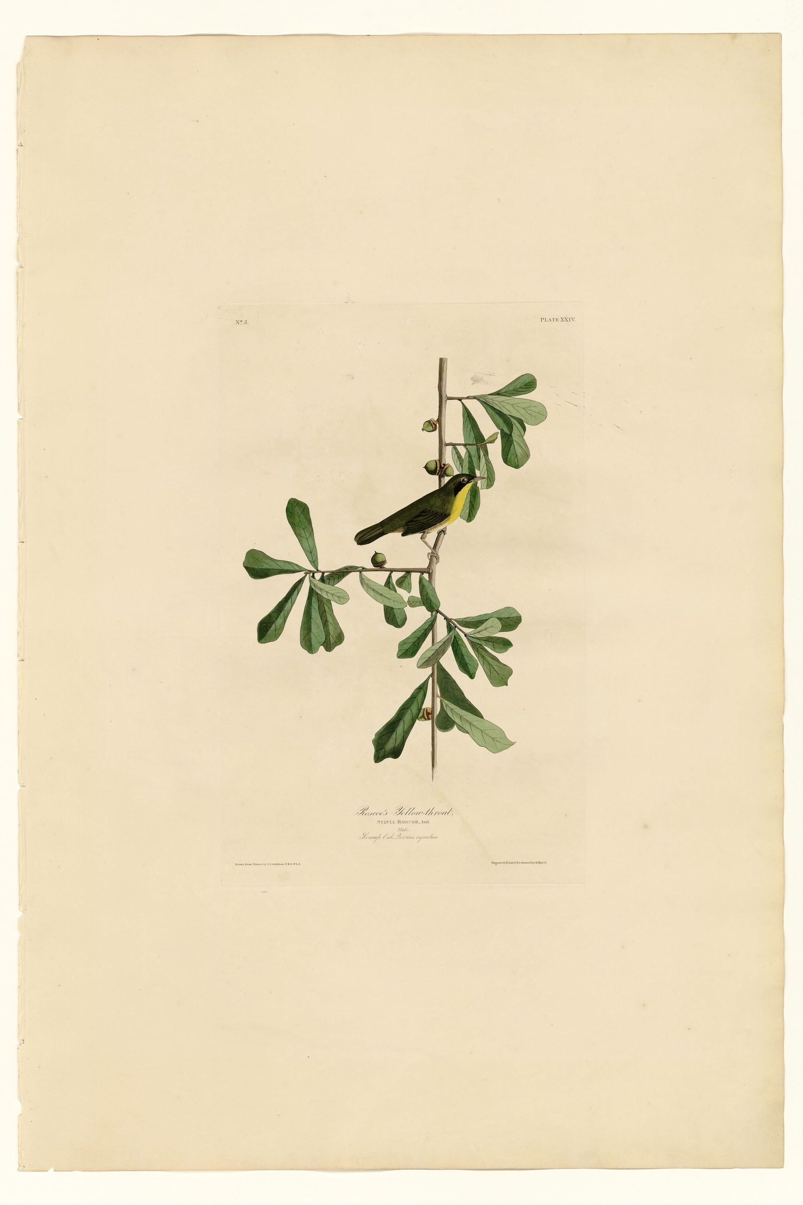 Roscoe's Yellow-throat