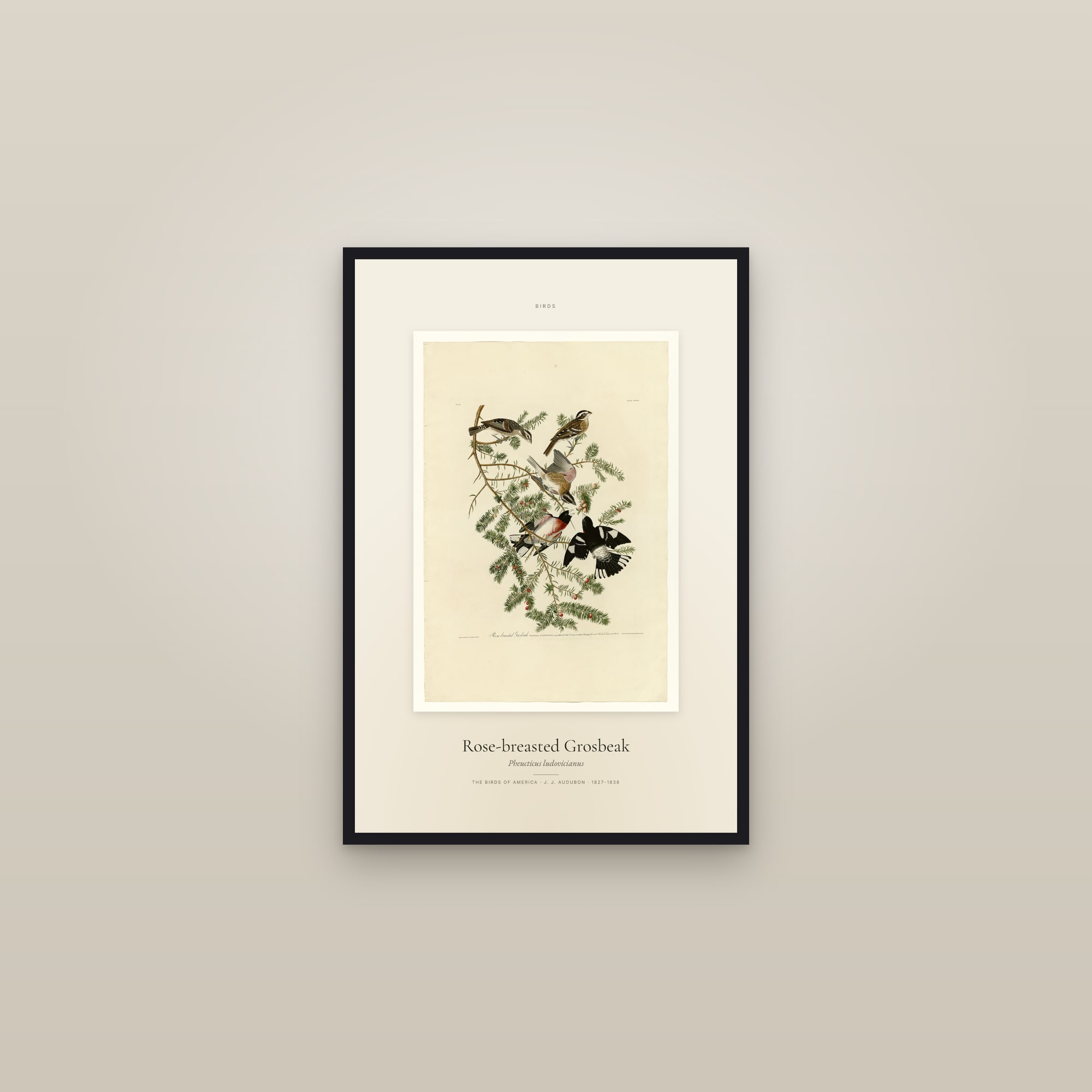 Rose-breasted Grosbeak — Specimen — framed in a gallery setting