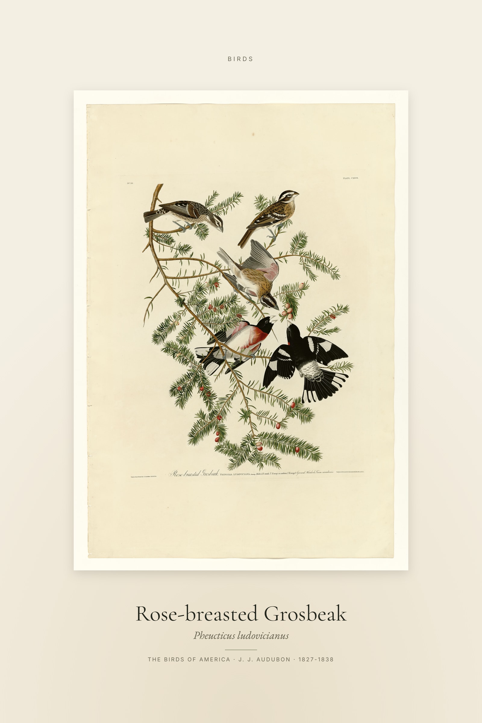 Rose-breasted Grosbeak — Specimen