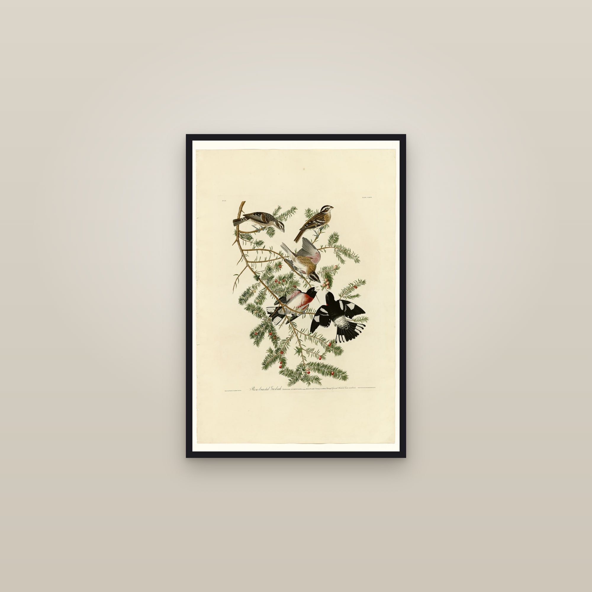 Rose-breasted Grosbeak — framed in a gallery setting