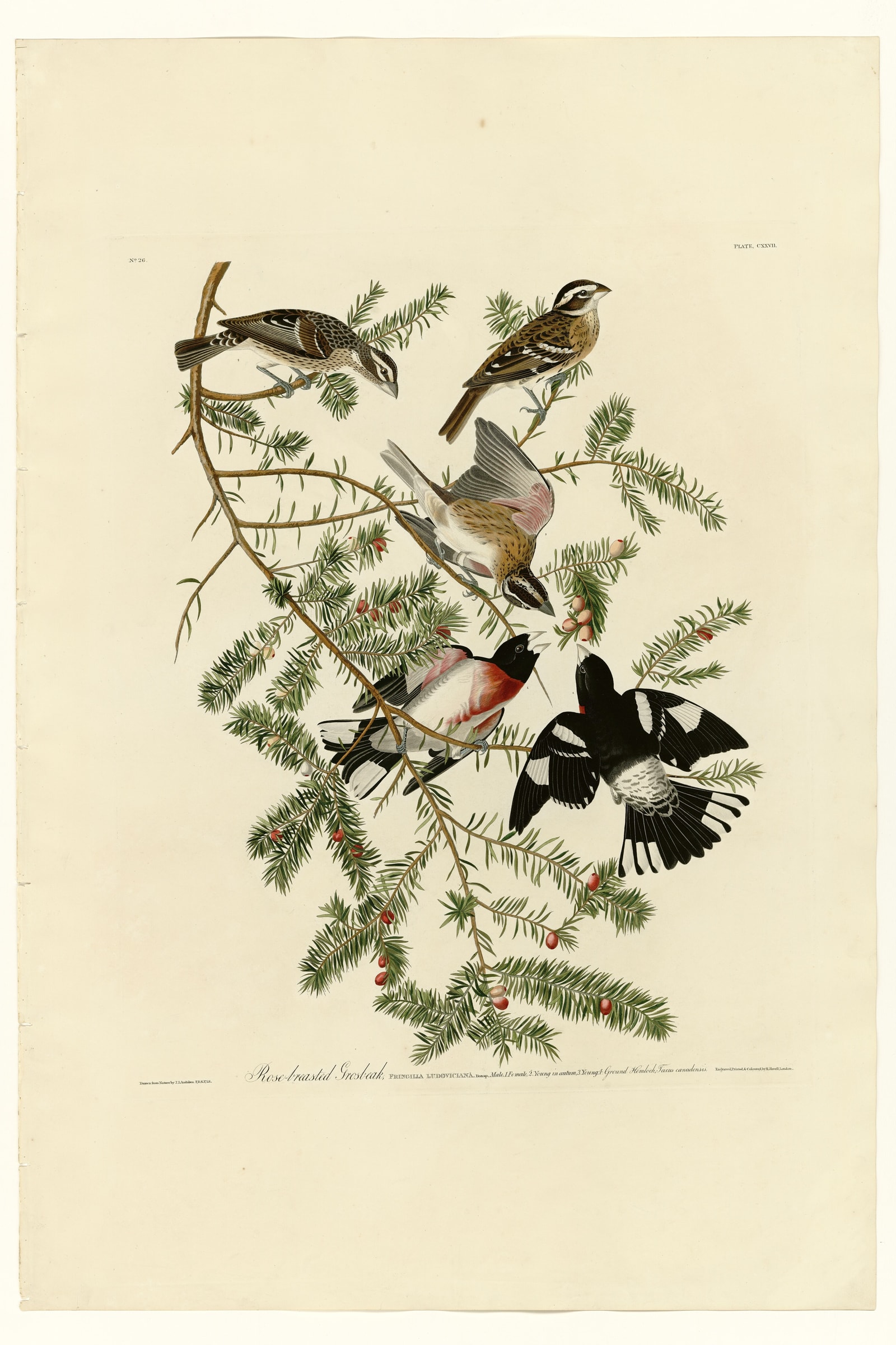 Rose-breasted Grosbeak