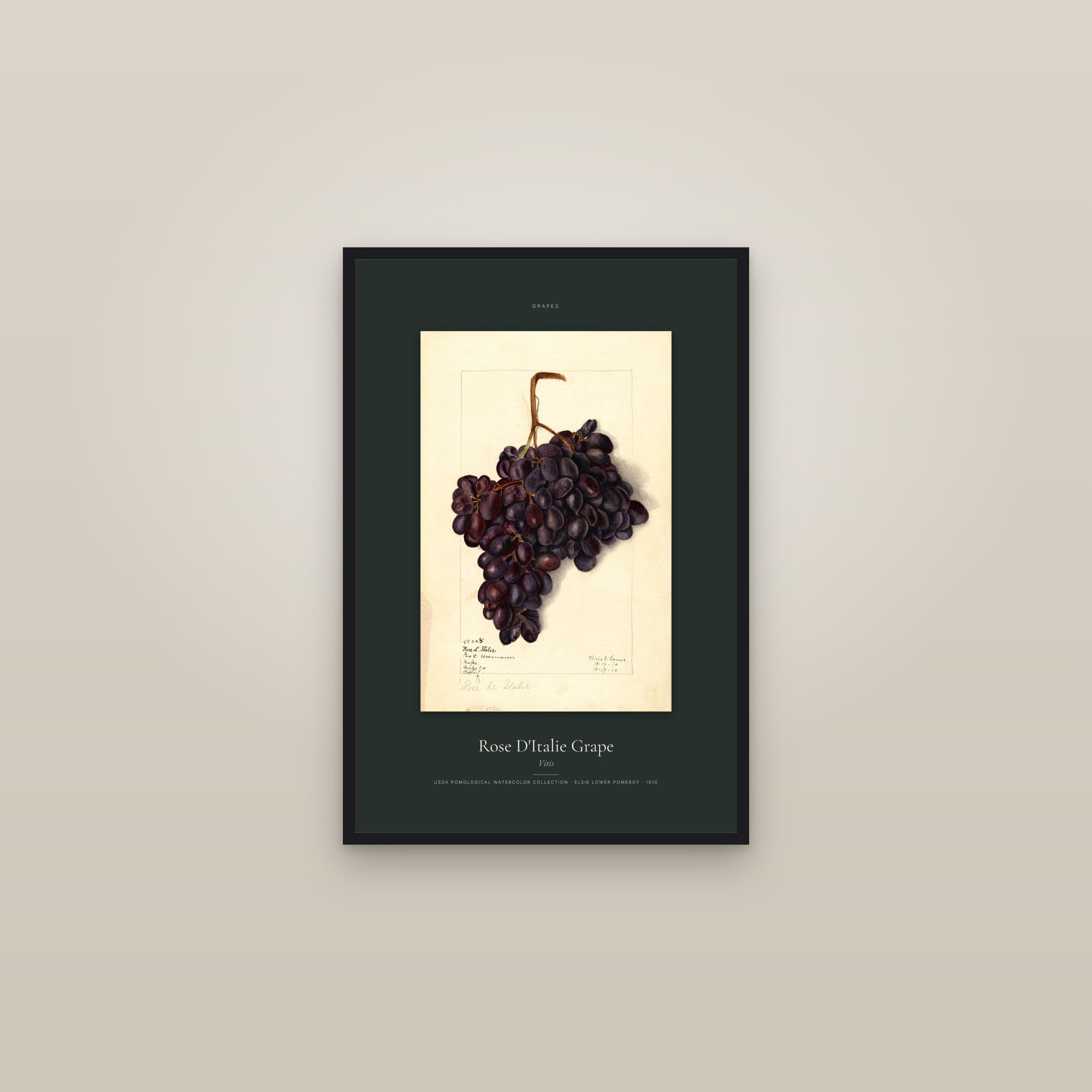 Rose D'Italie Grape — Specimen — framed in a gallery setting