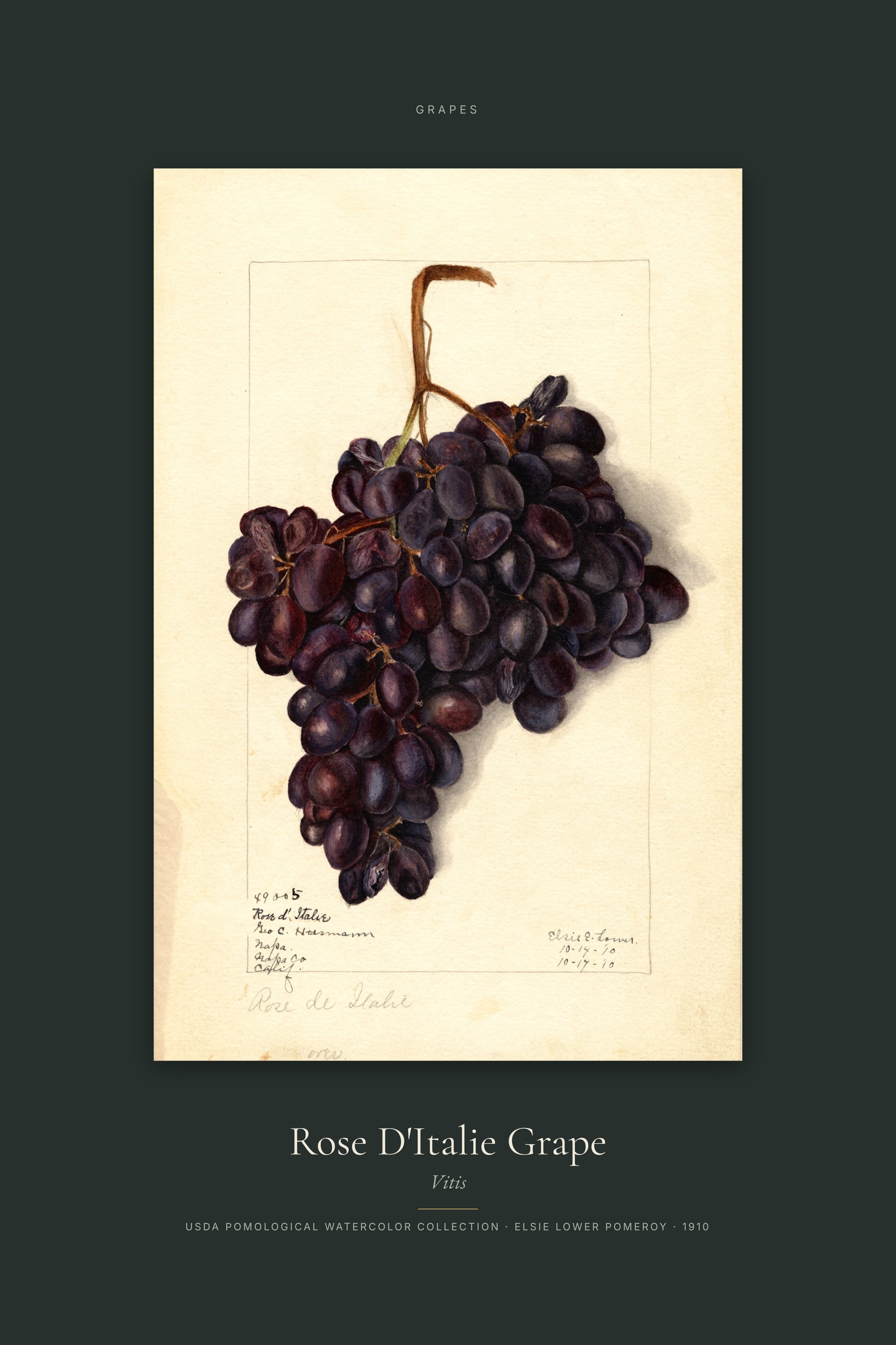 Rose D'Italie Grape — Specimen