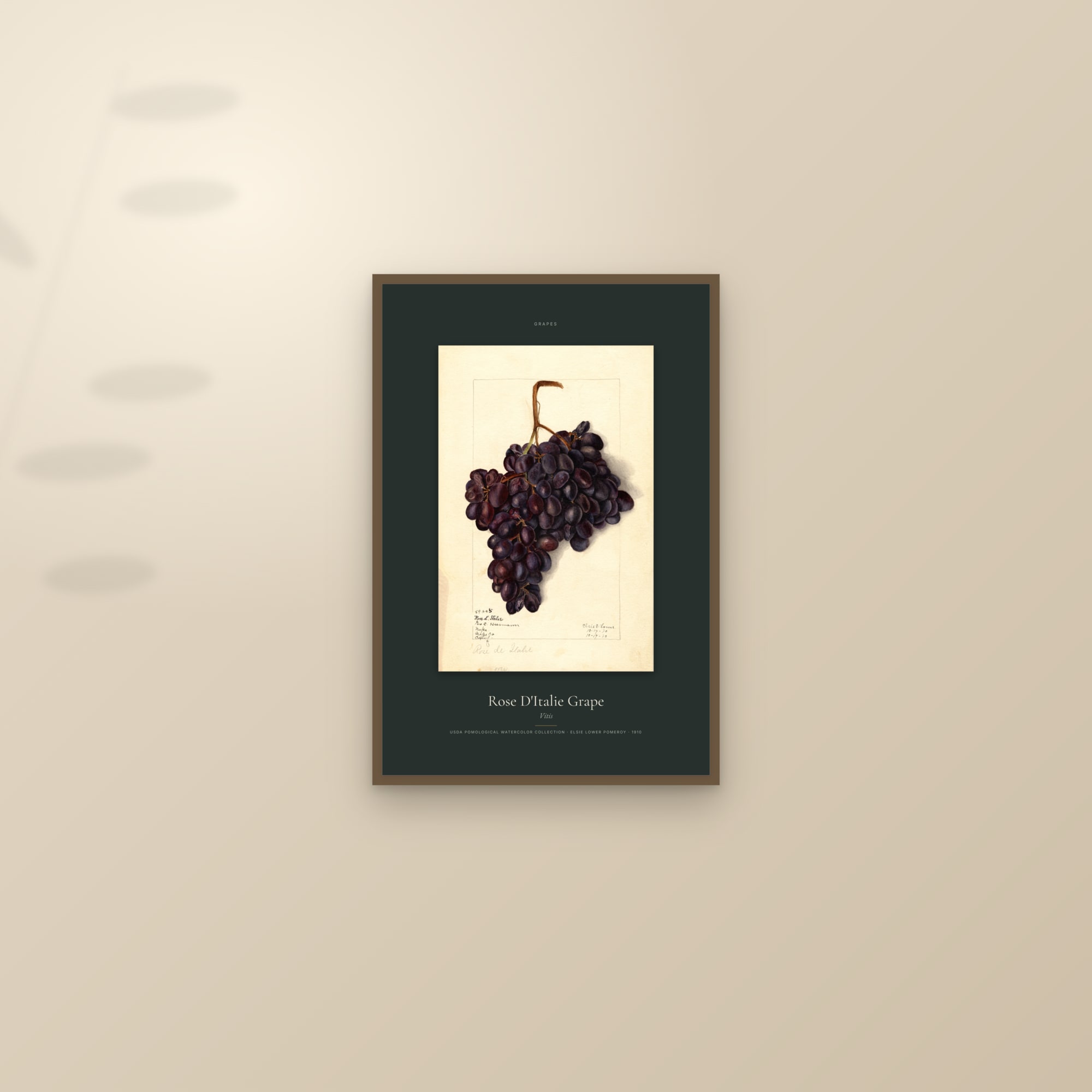 Rose D'Italie Grape — Specimen — framed and styled on a sunlit wall