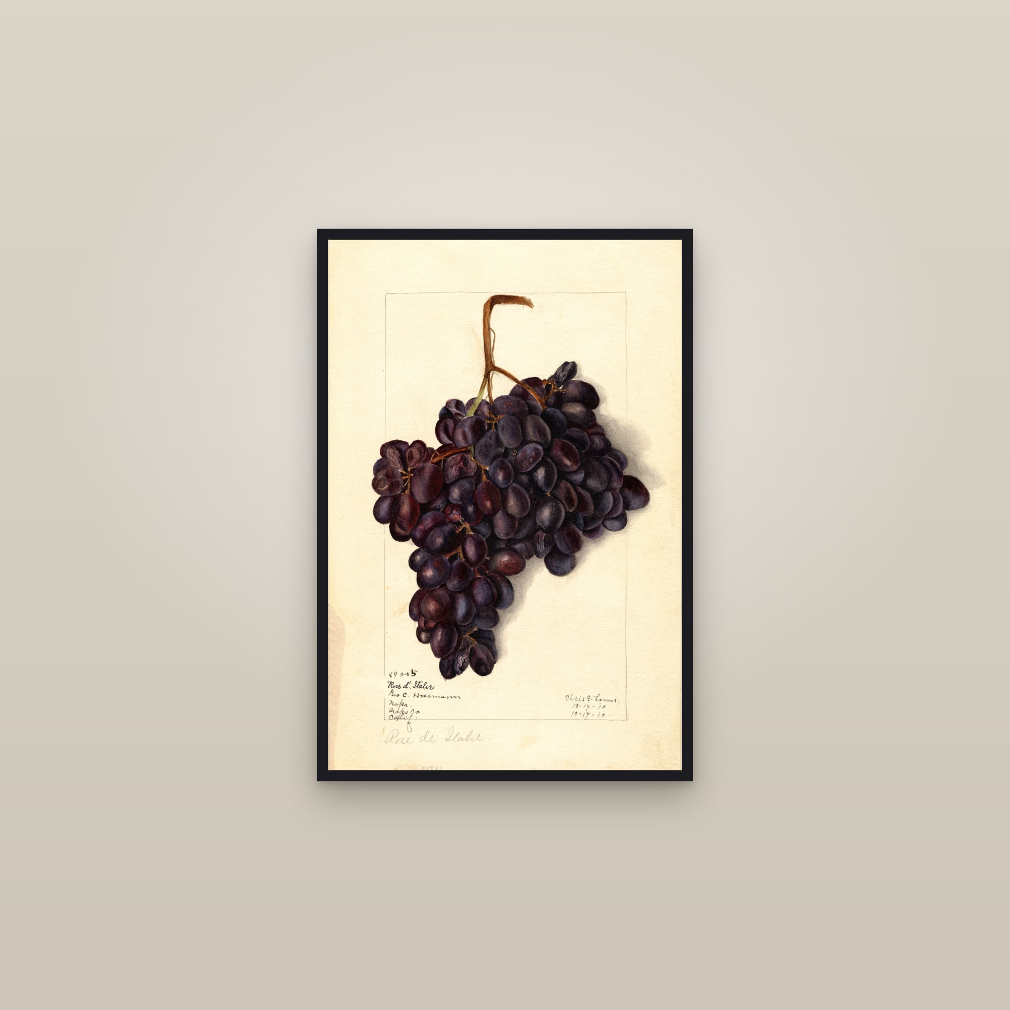 Rose D'Italie Grape — framed in a gallery setting