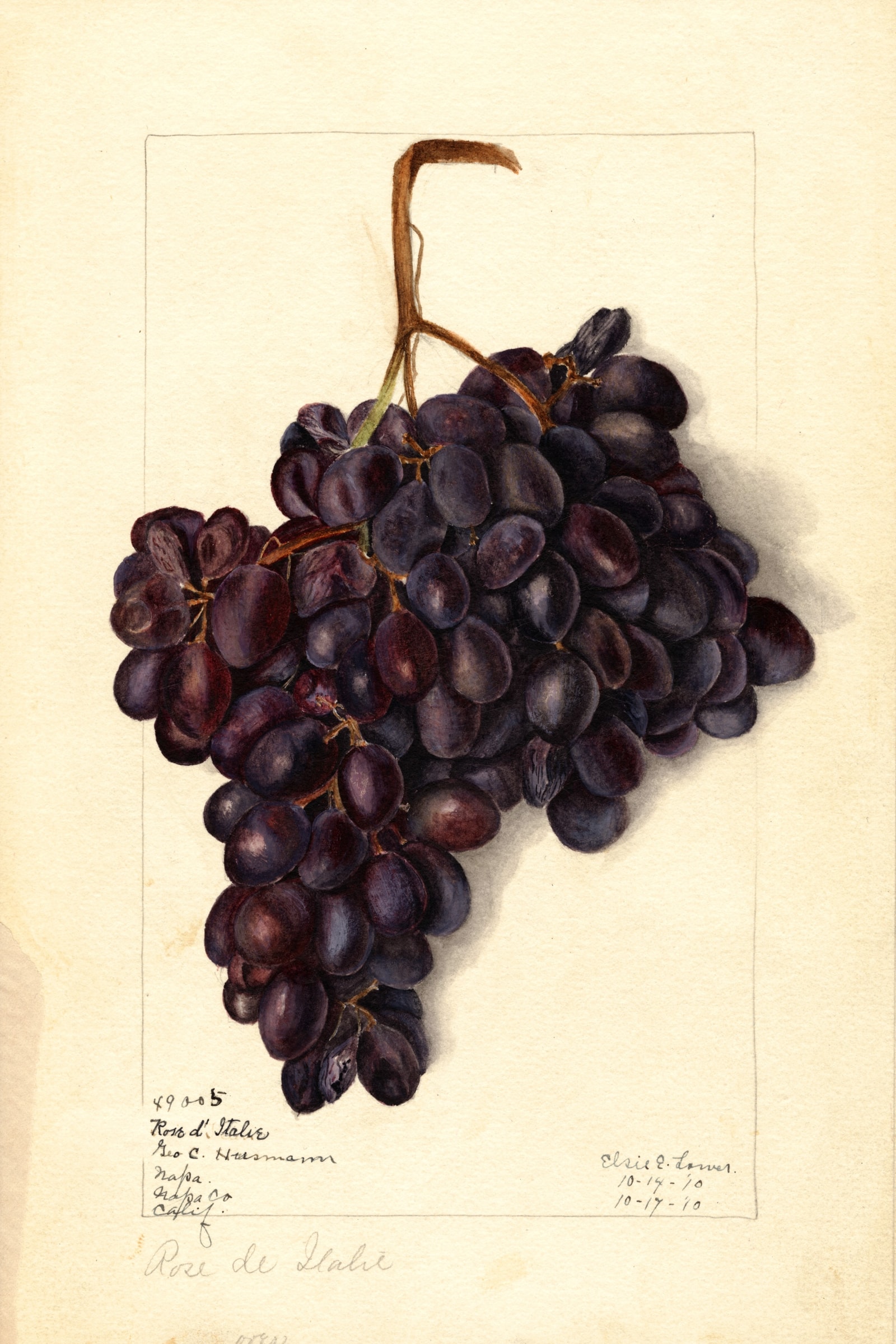 Rose D'Italie Grape