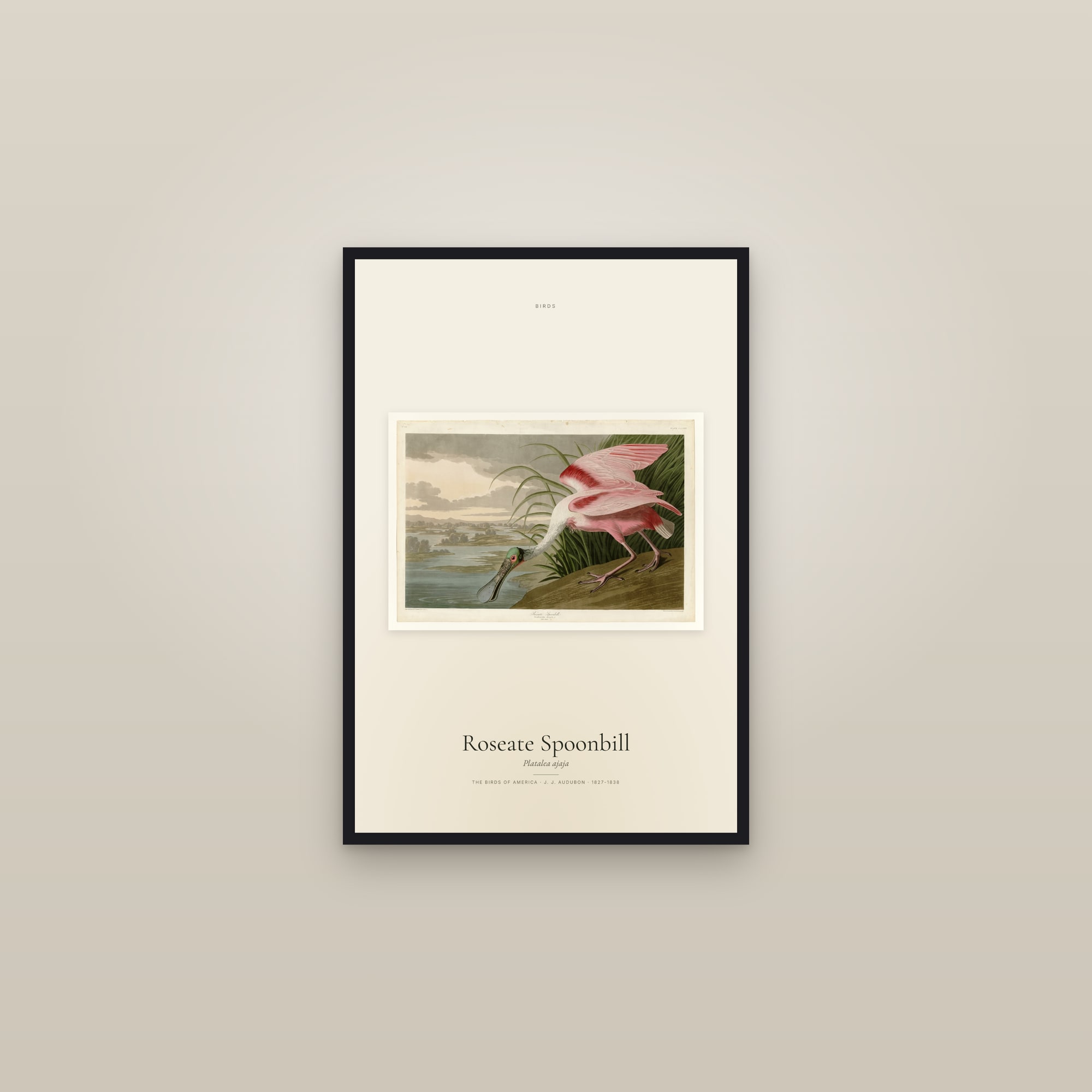 Roseate Spoonbill — framed in a gallery setting