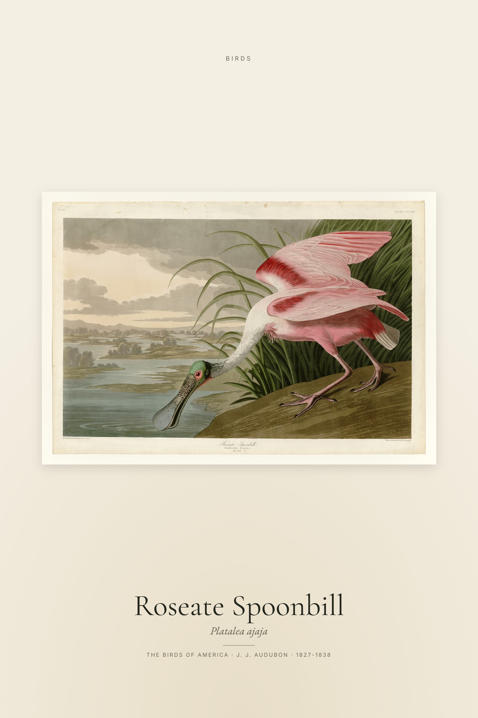 Roseate Spoonbill