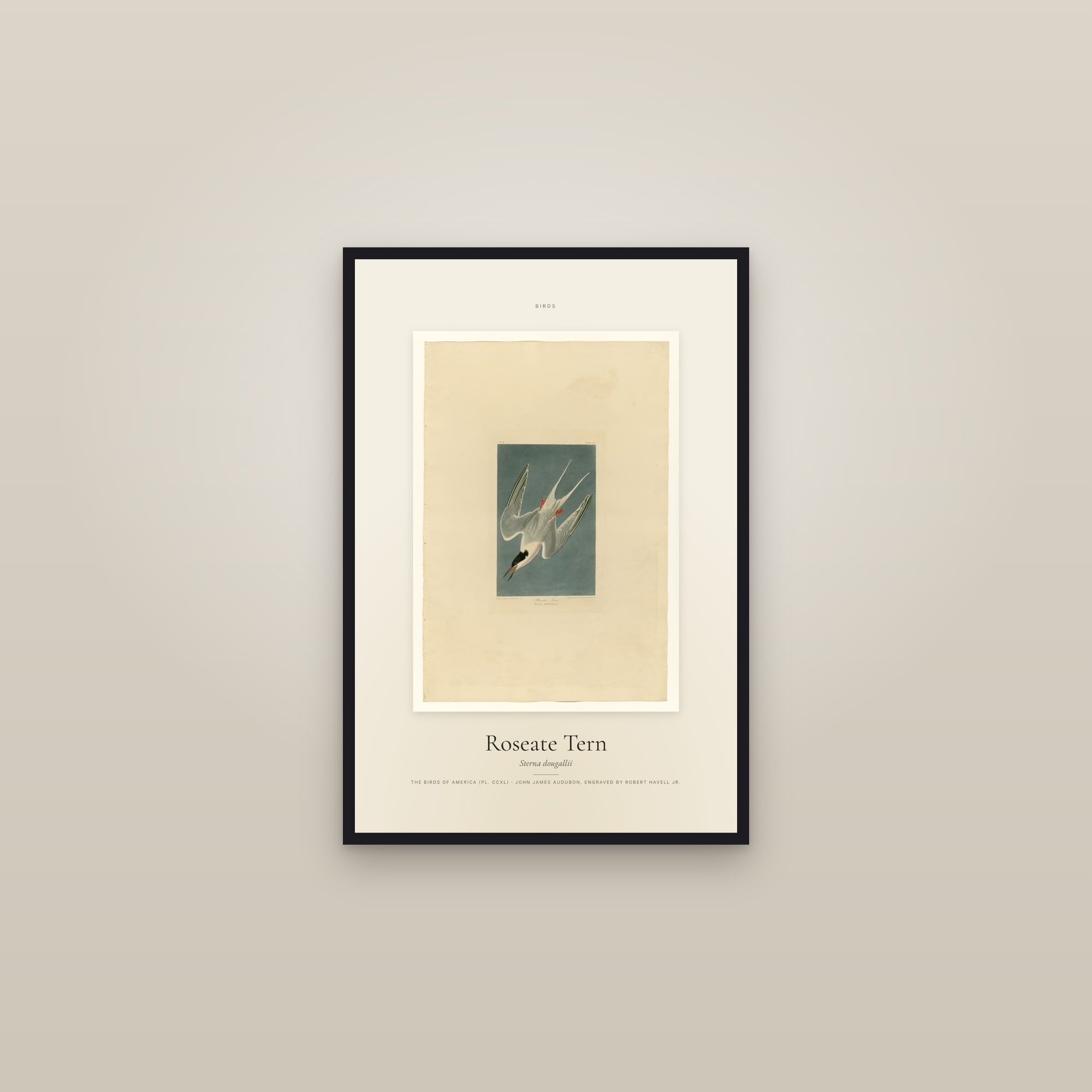 Roseate Tern — Specimen — framed in a gallery setting