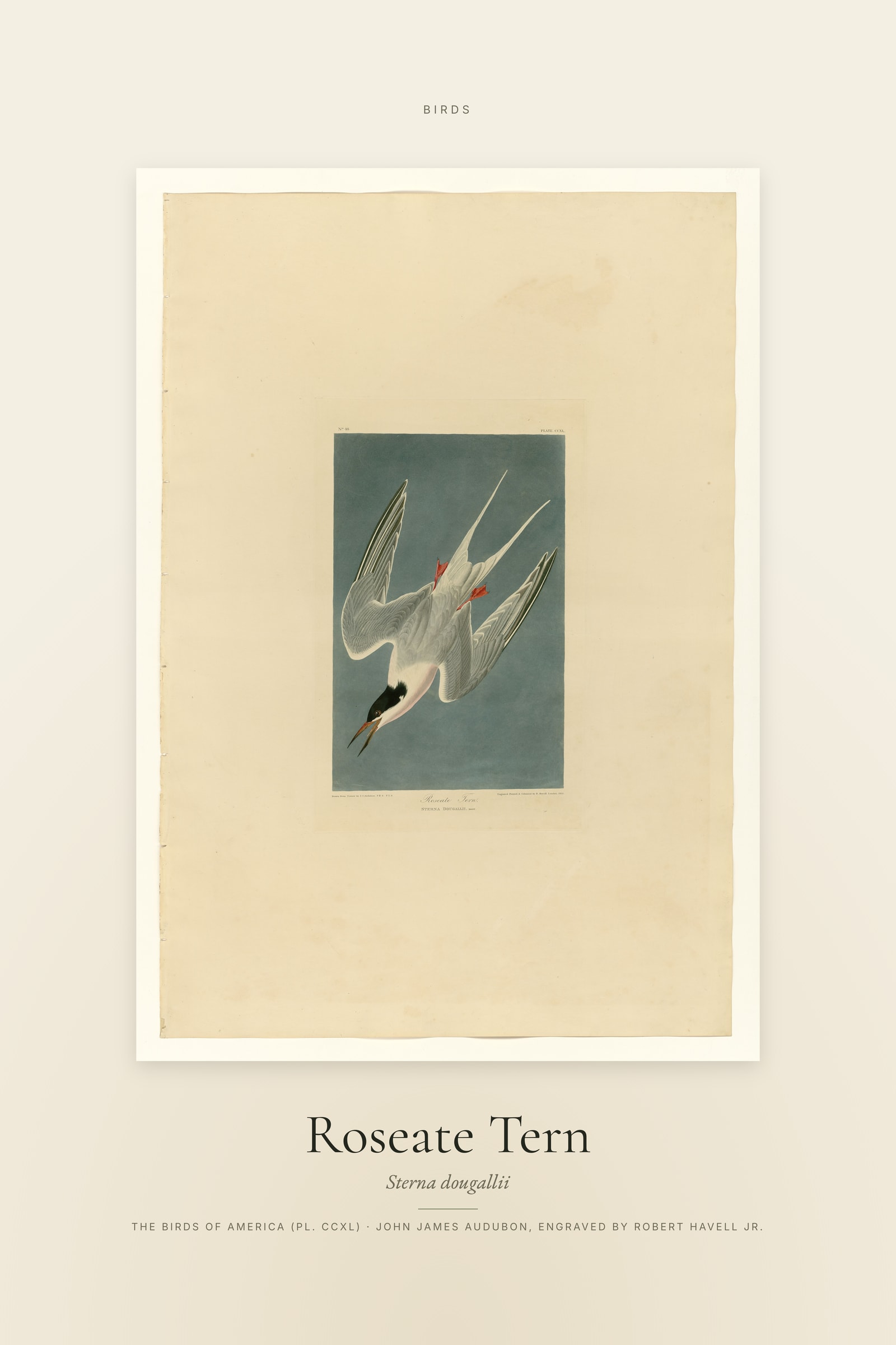 Roseate Tern — Specimen