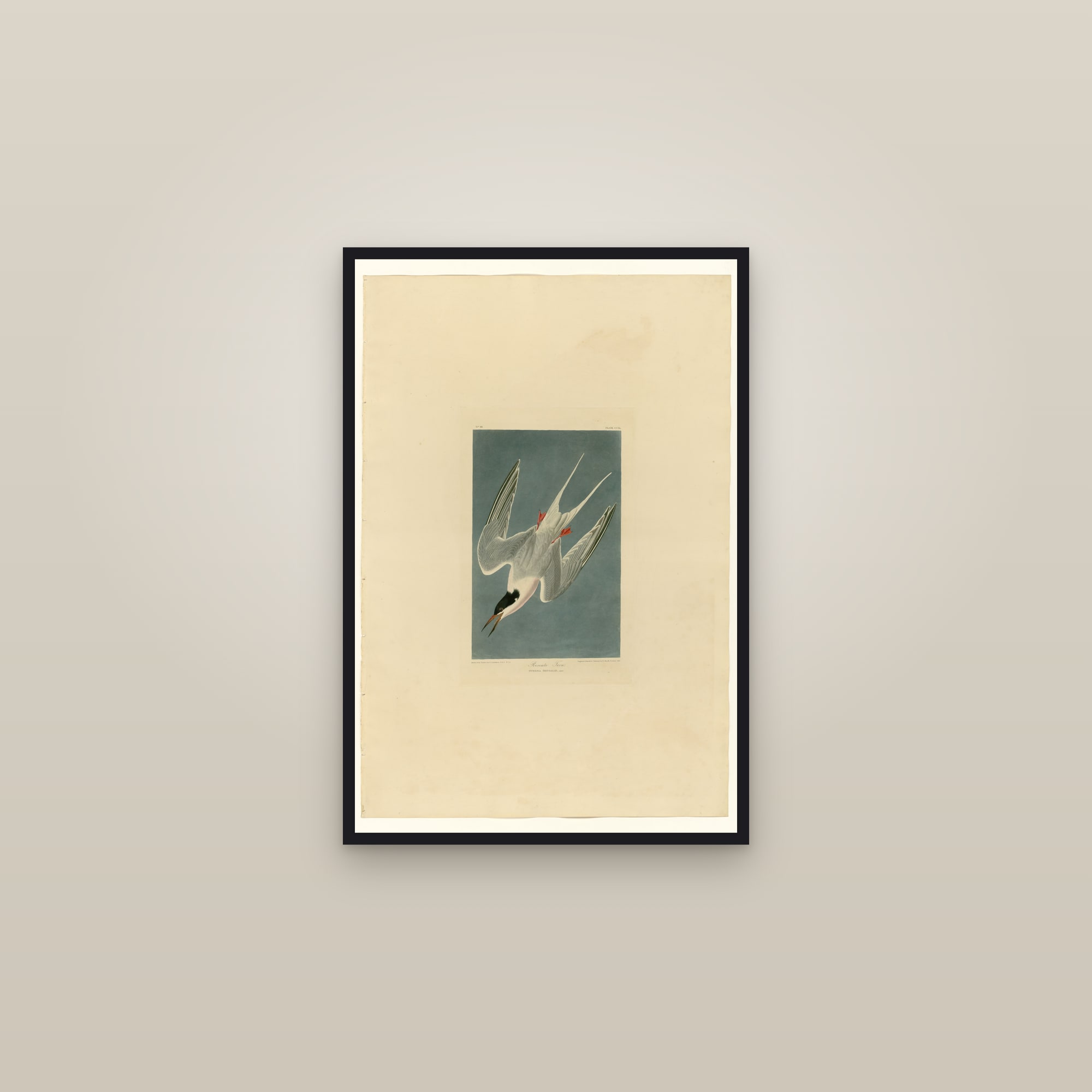 Roseate Tern — framed in a gallery setting