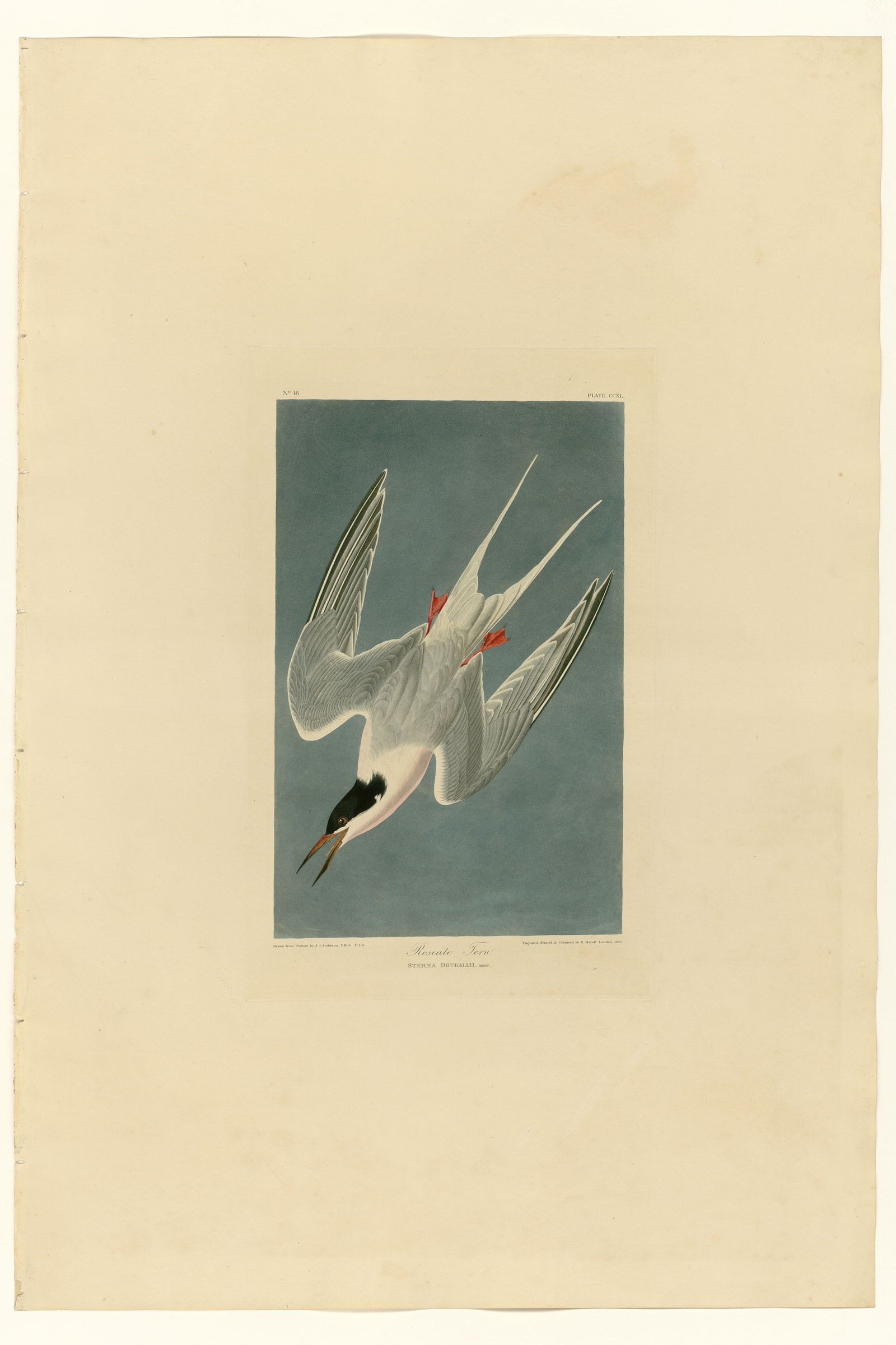 Roseate Tern