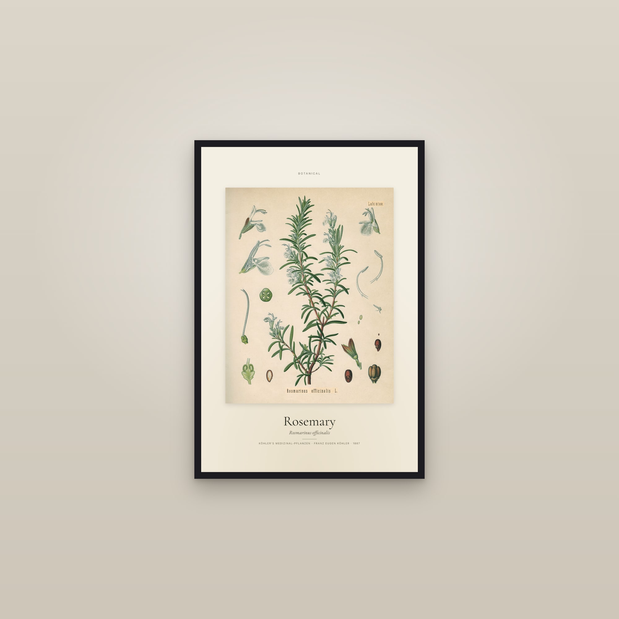 Rosemary (Köhler) — Specimen — framed in a gallery setting