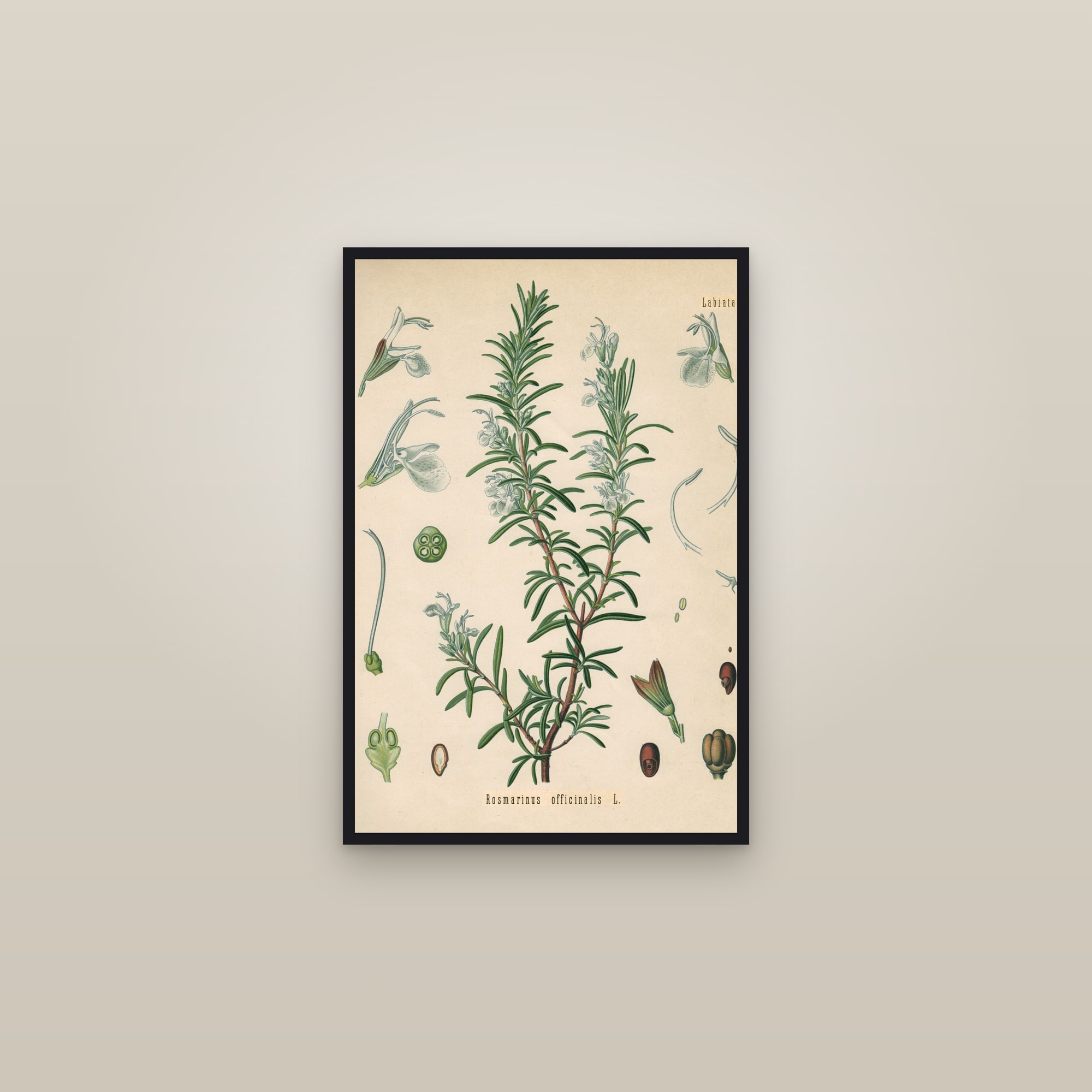 Rosemary