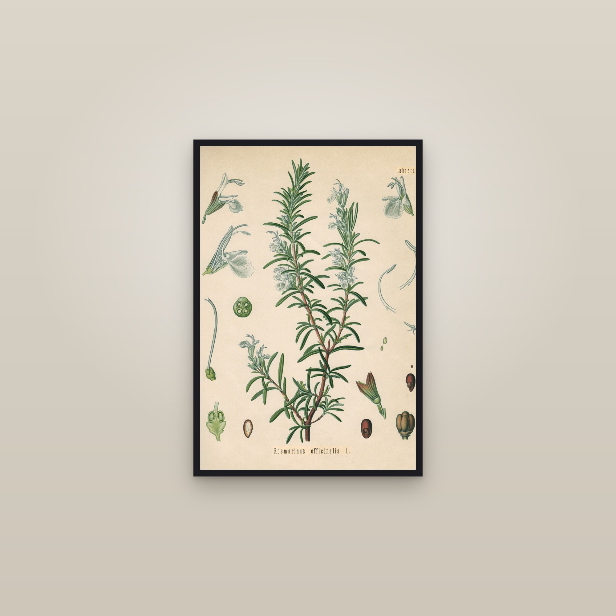 Rosemary (Köhler) — framed in a gallery setting