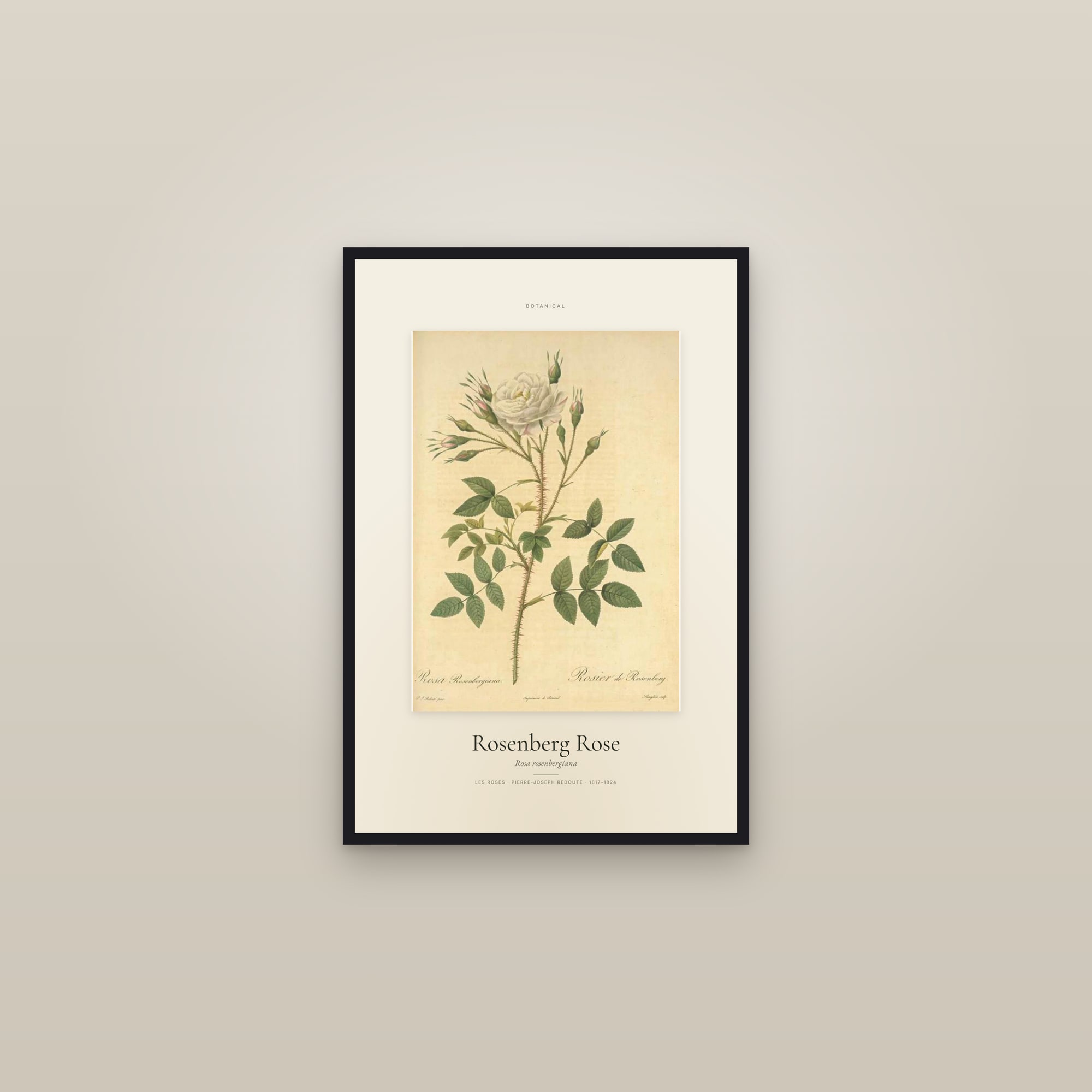 Rosenberg Rose — Specimen — framed in a gallery setting