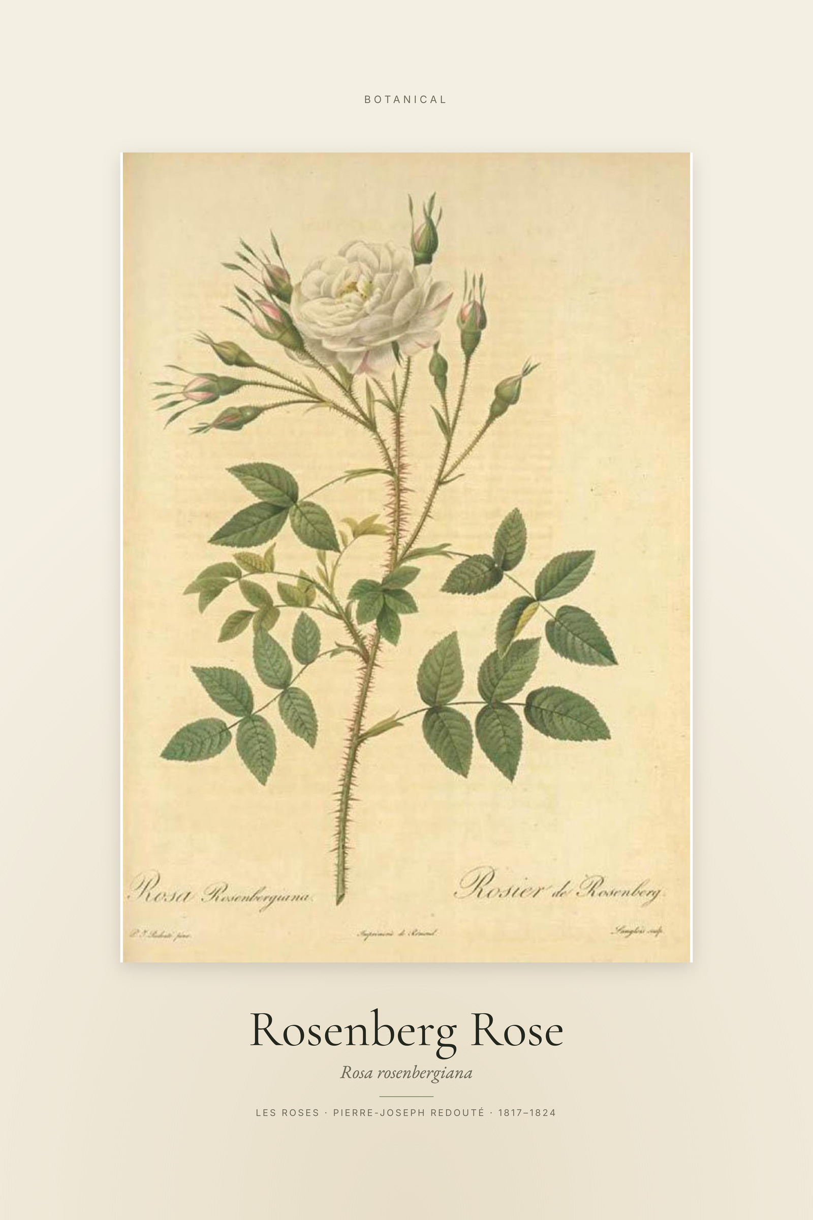 Rosenberg Rose — Specimen