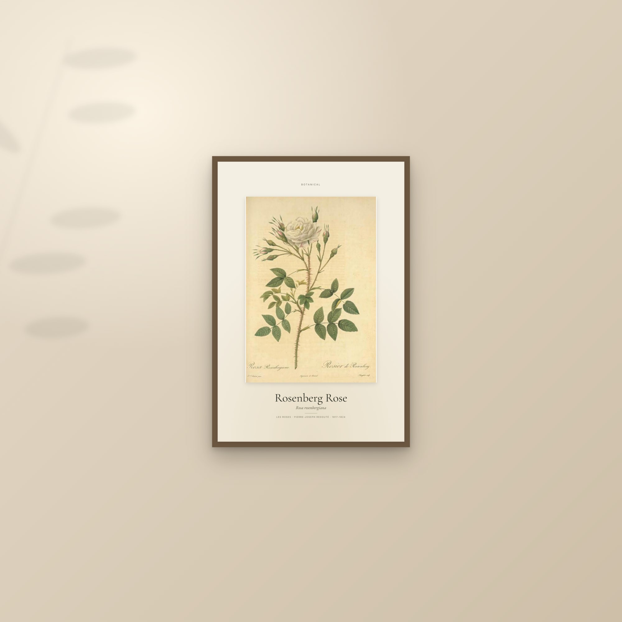 Rosenberg Rose — Specimen — framed and styled on a sunlit wall